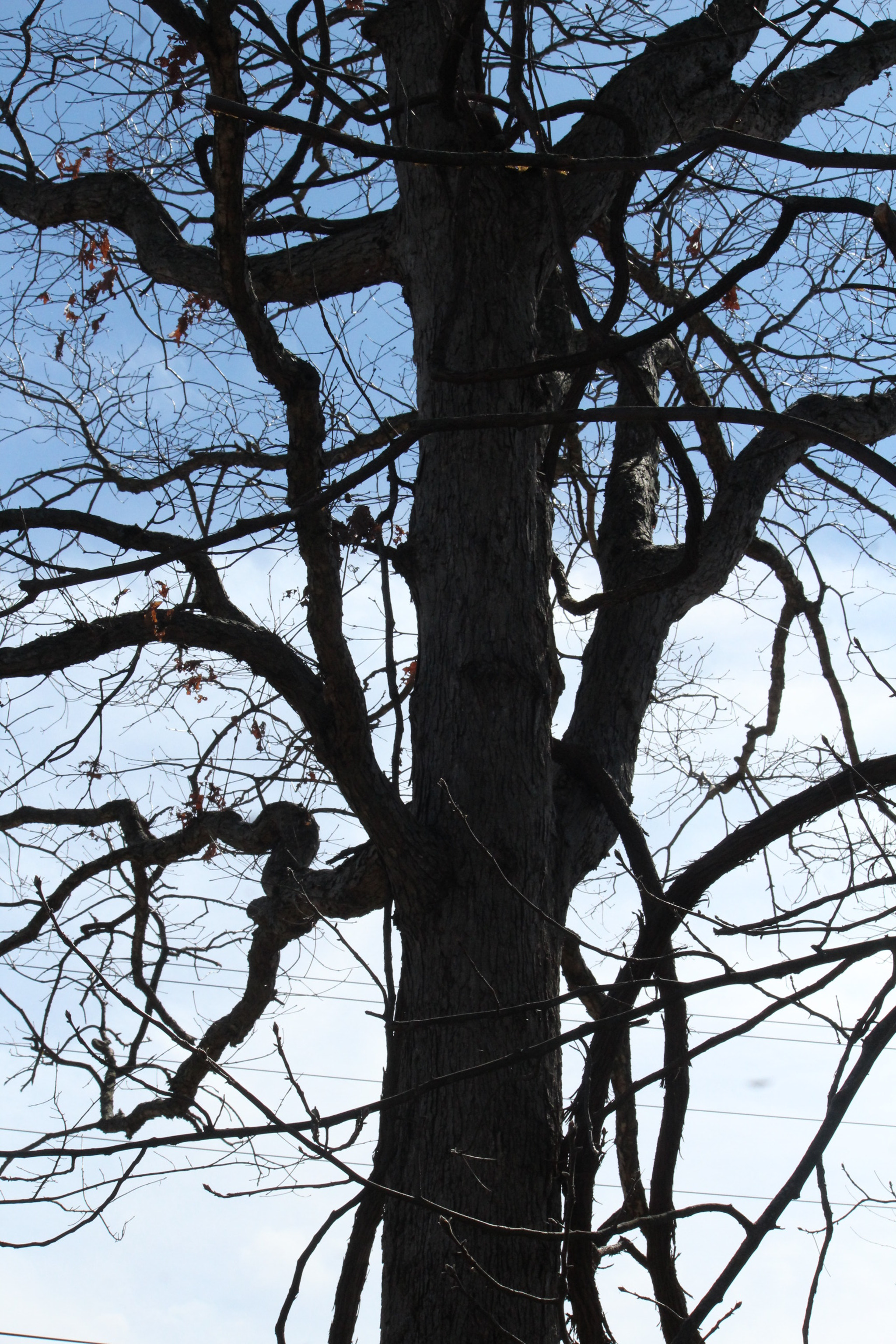 Canon EF-S 55-250mm F4-5.6 IS sample photo. Img photography