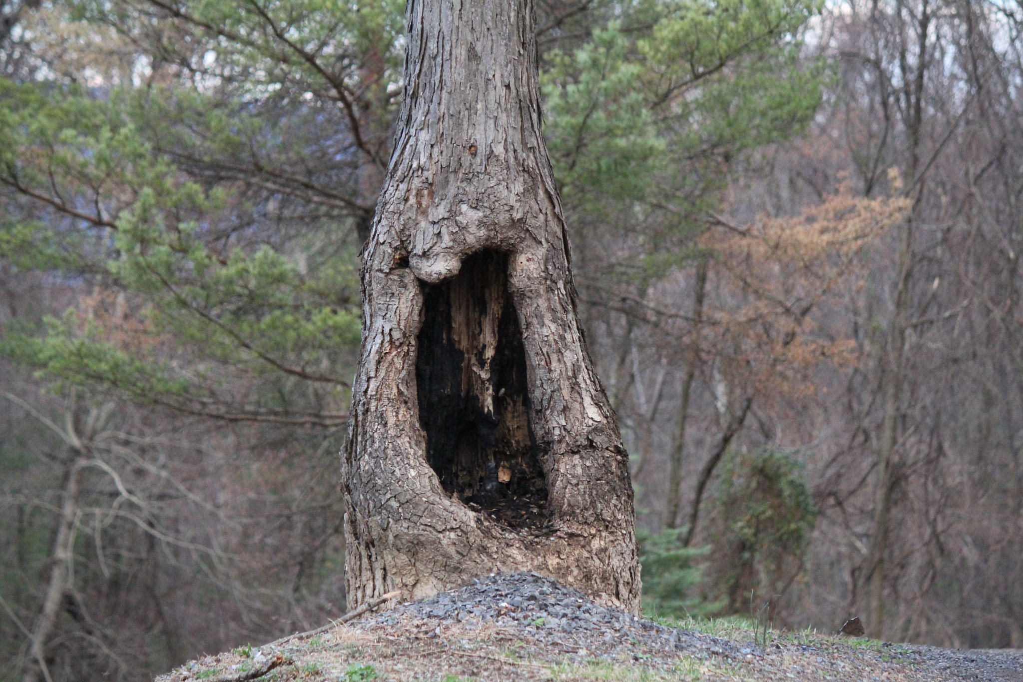 Canon EF-S 55-250mm F4-5.6 IS sample photo. Img photography