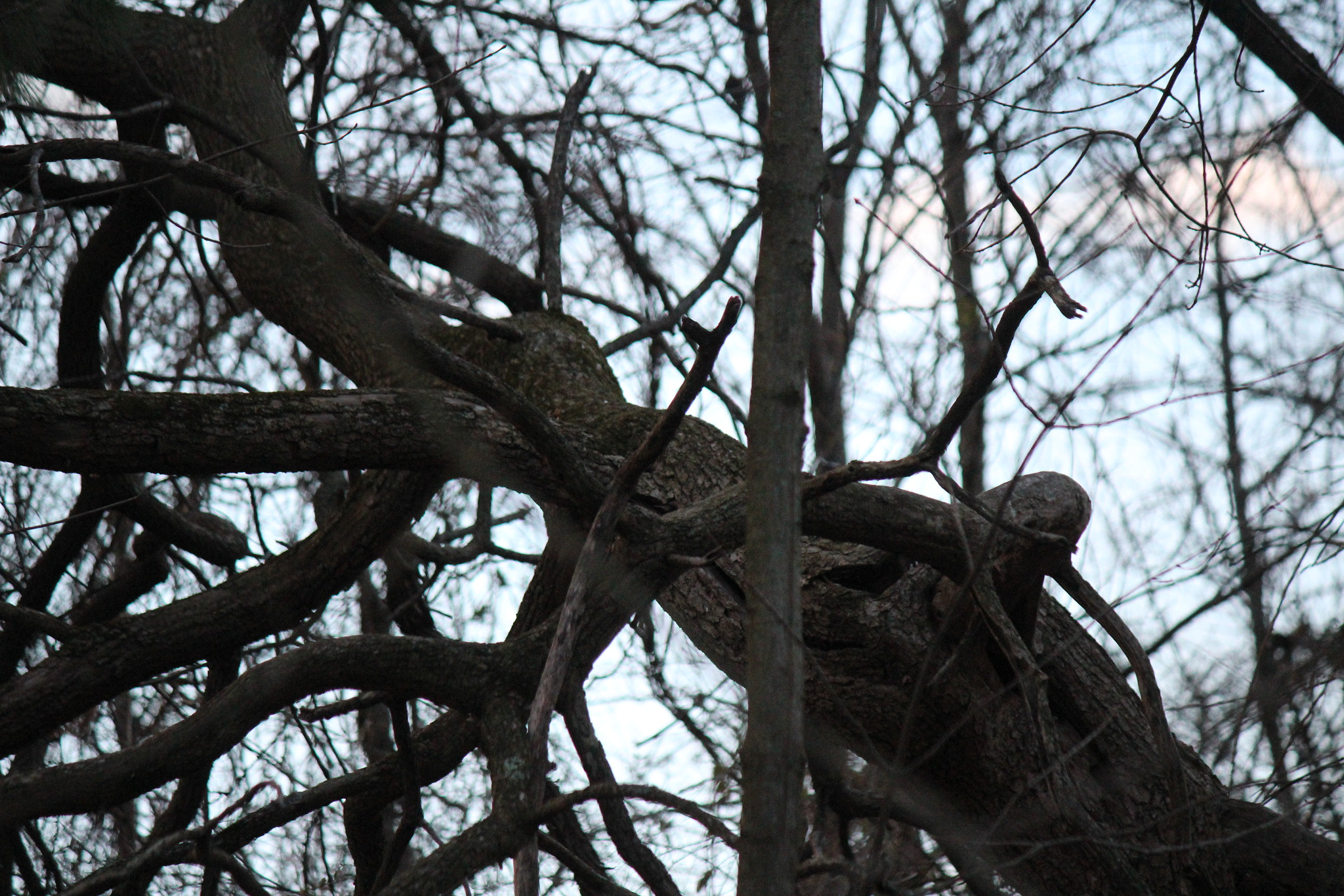Canon EF-S 55-250mm F4-5.6 IS sample photo. Img photography