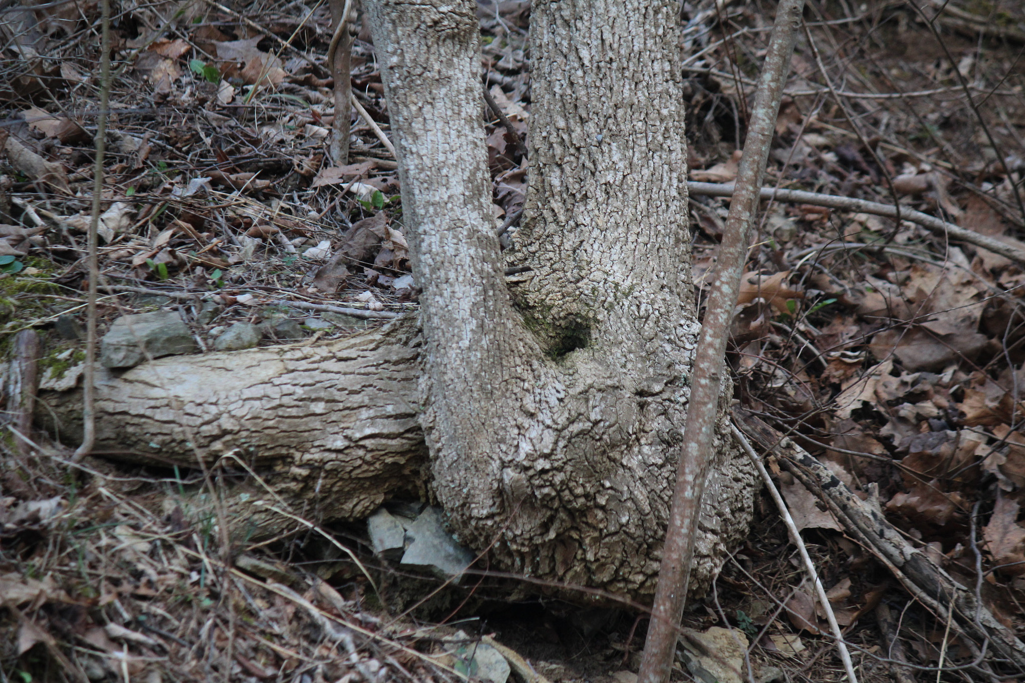Canon EF-S 55-250mm F4-5.6 IS sample photo. Img photography