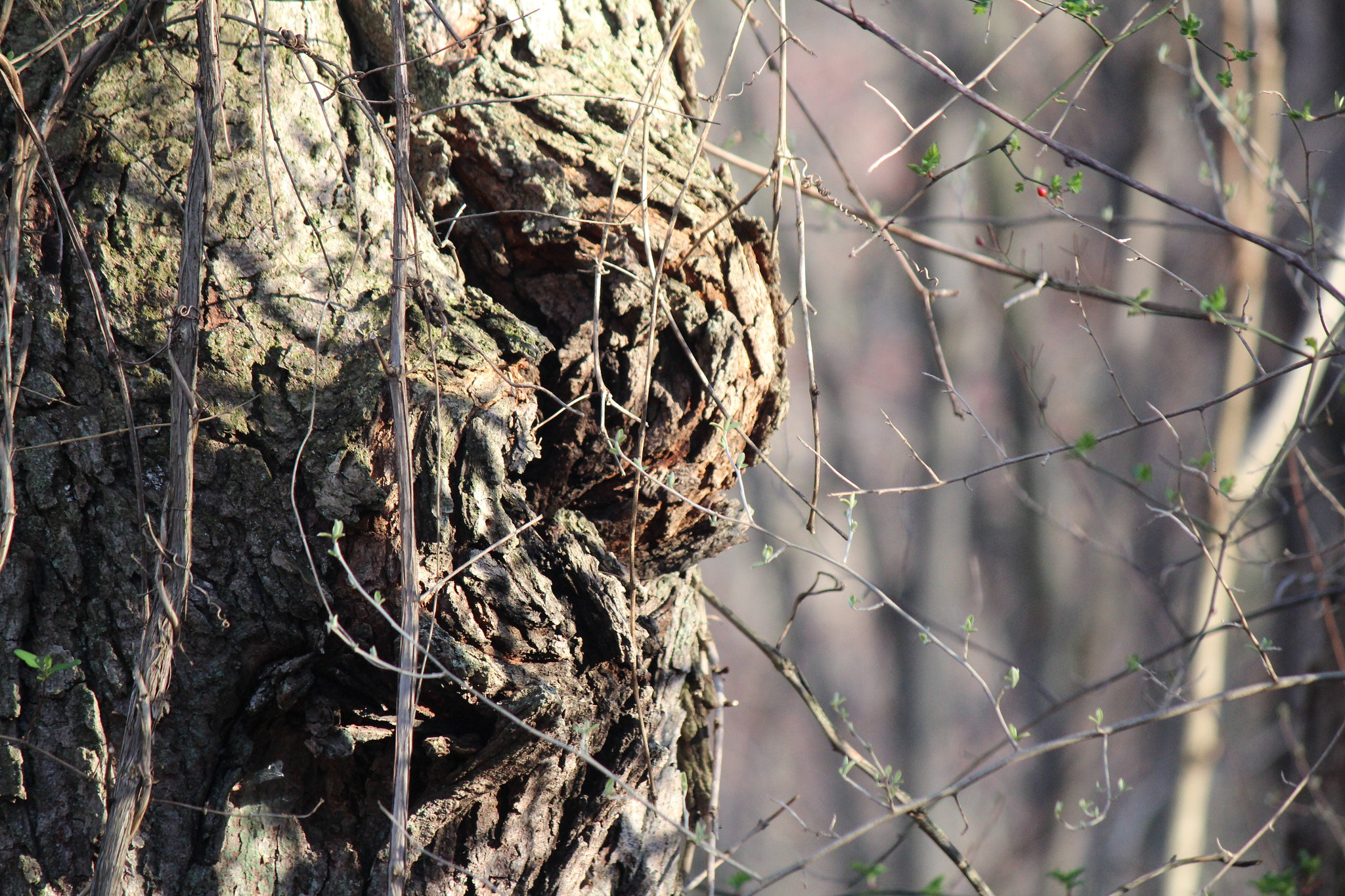 Canon EF-S 55-250mm F4-5.6 IS sample photo. Img photography
