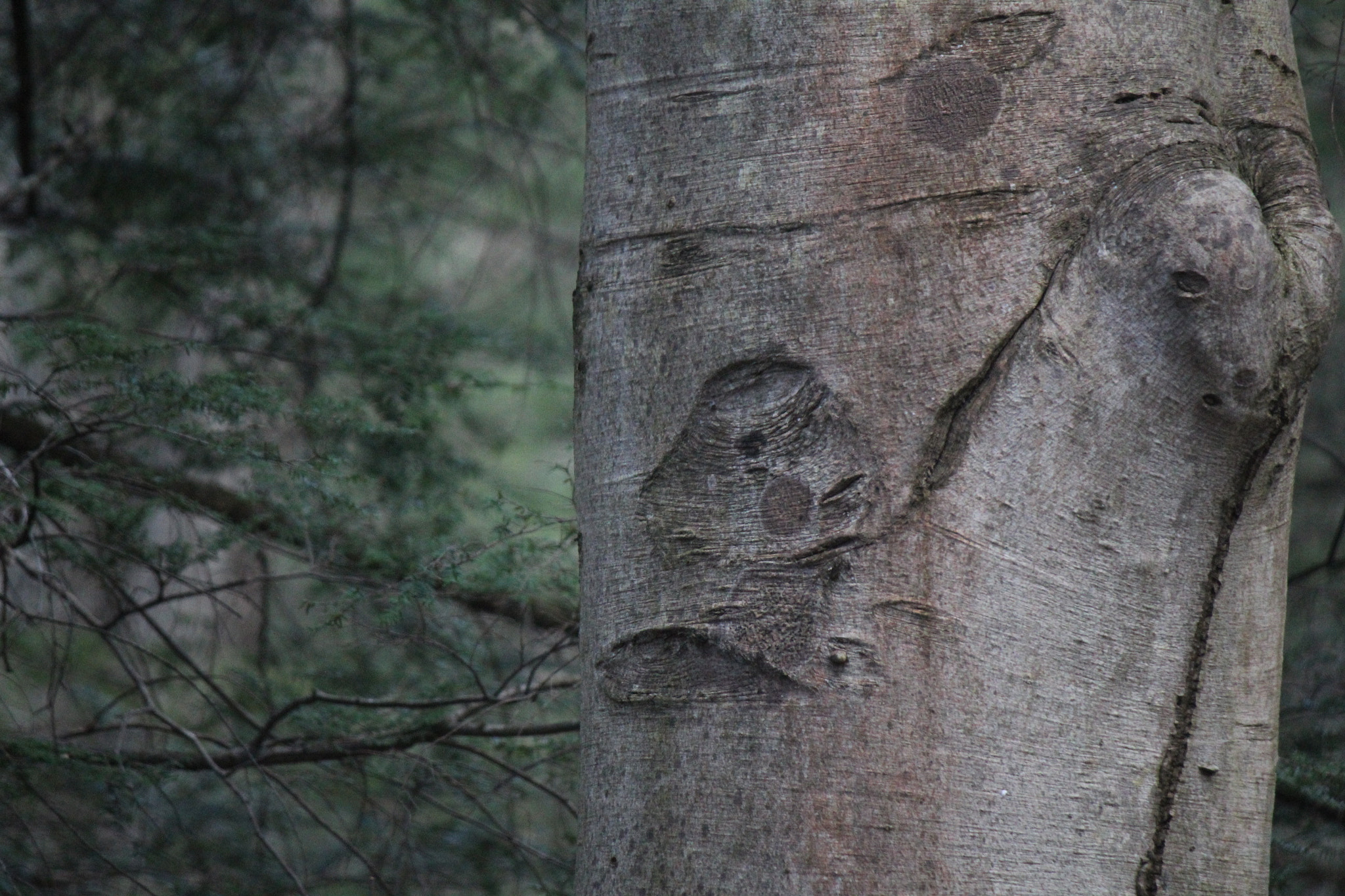 Canon EF-S 55-250mm F4-5.6 IS sample photo. Img photography