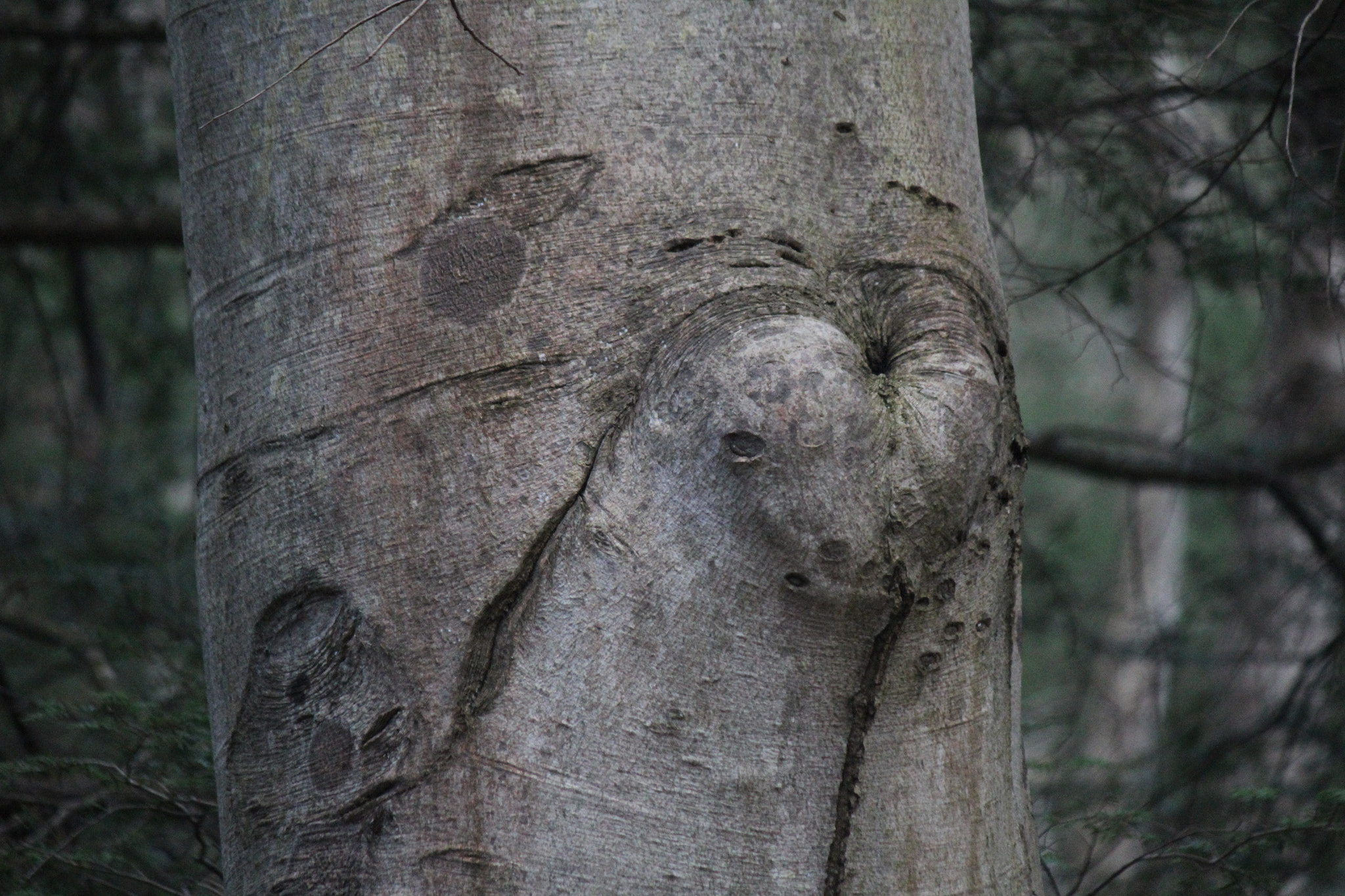 Canon EF-S 55-250mm F4-5.6 IS sample photo. Img photography