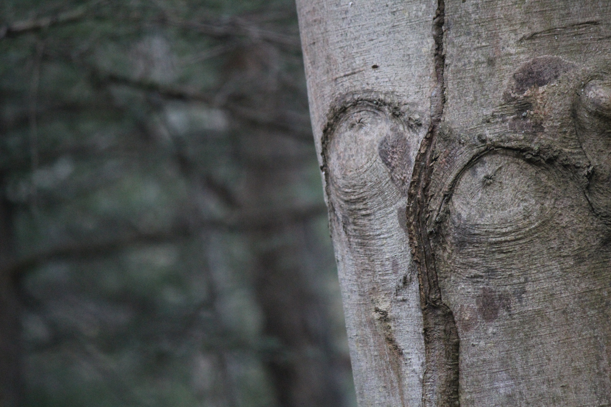 Canon EF-S 55-250mm F4-5.6 IS sample photo. Img photography