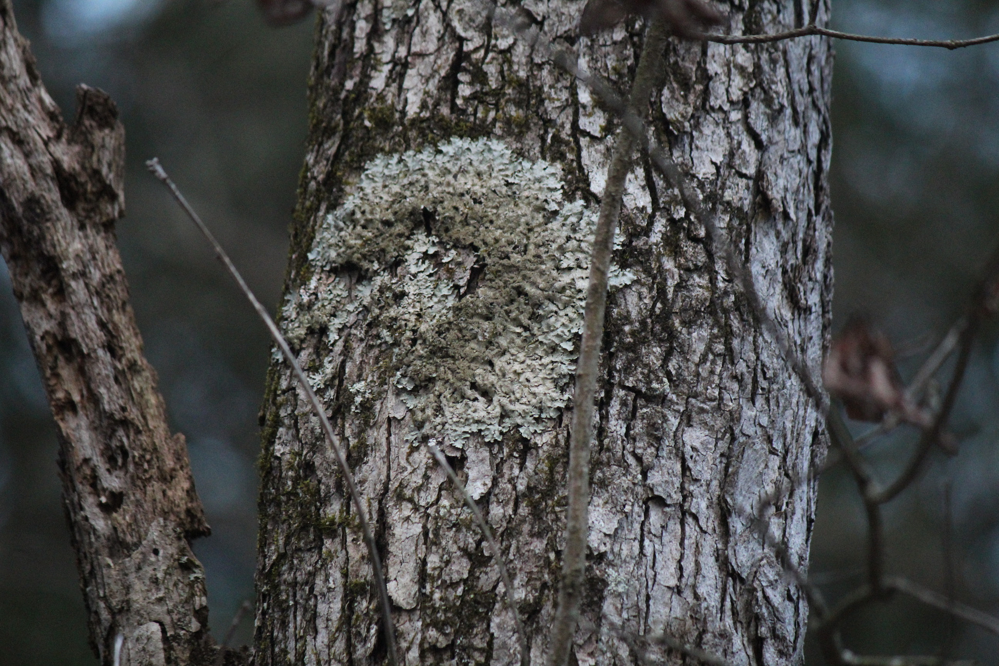 Canon EF-S 55-250mm F4-5.6 IS sample photo. Img photography