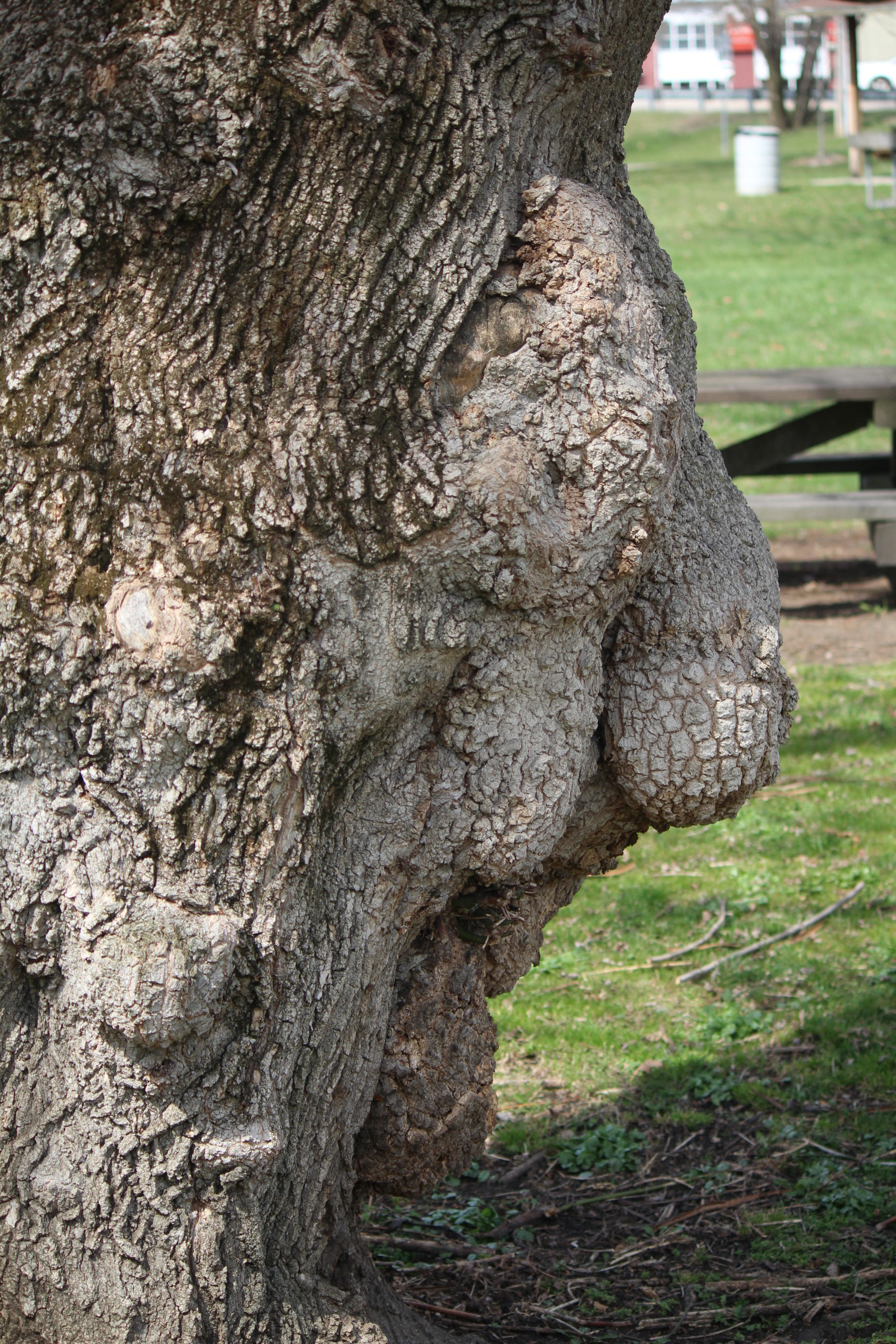 Canon EF-S 55-250mm F4-5.6 IS sample photo. Img photography