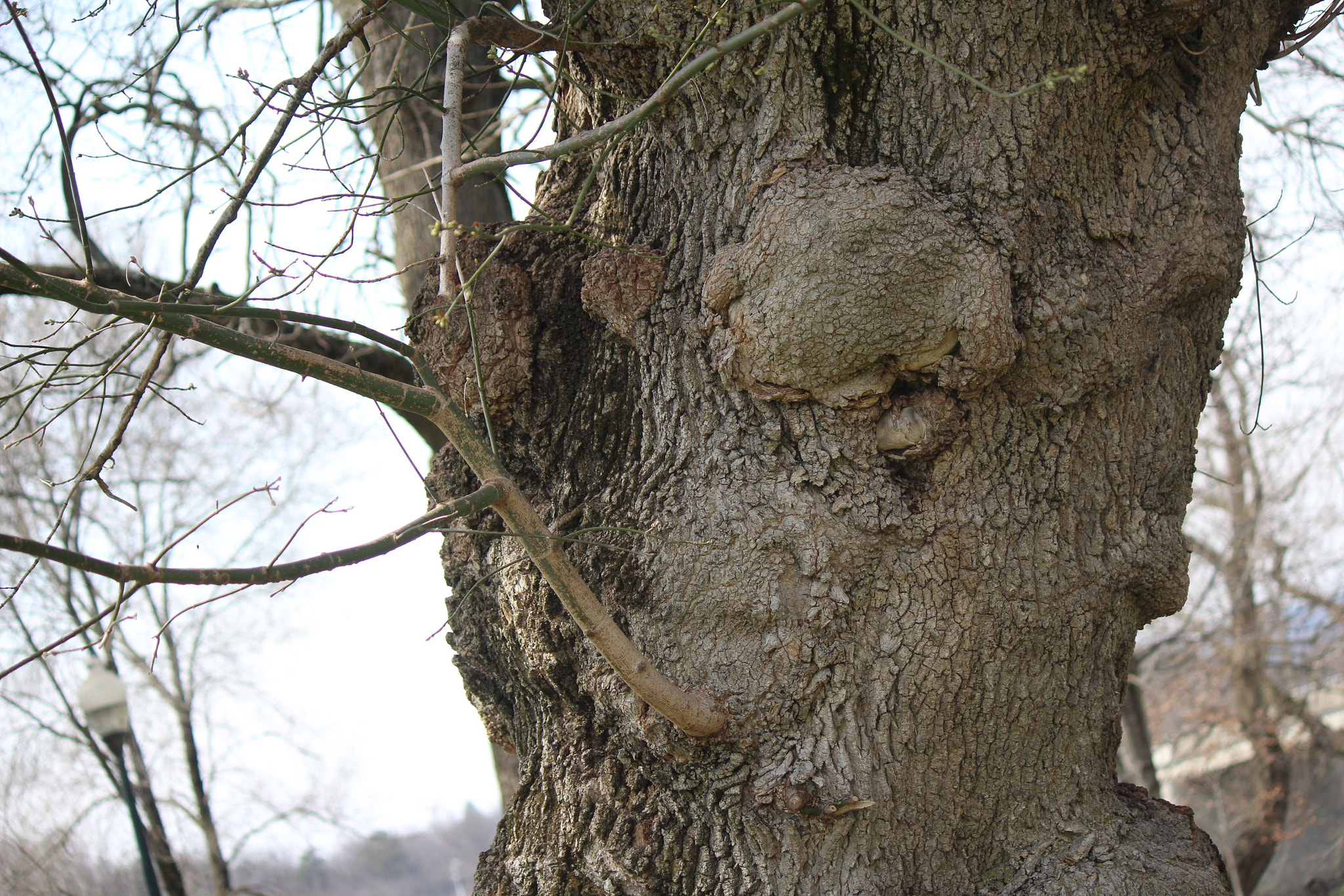 Canon EF-S 55-250mm F4-5.6 IS sample photo. Img photography