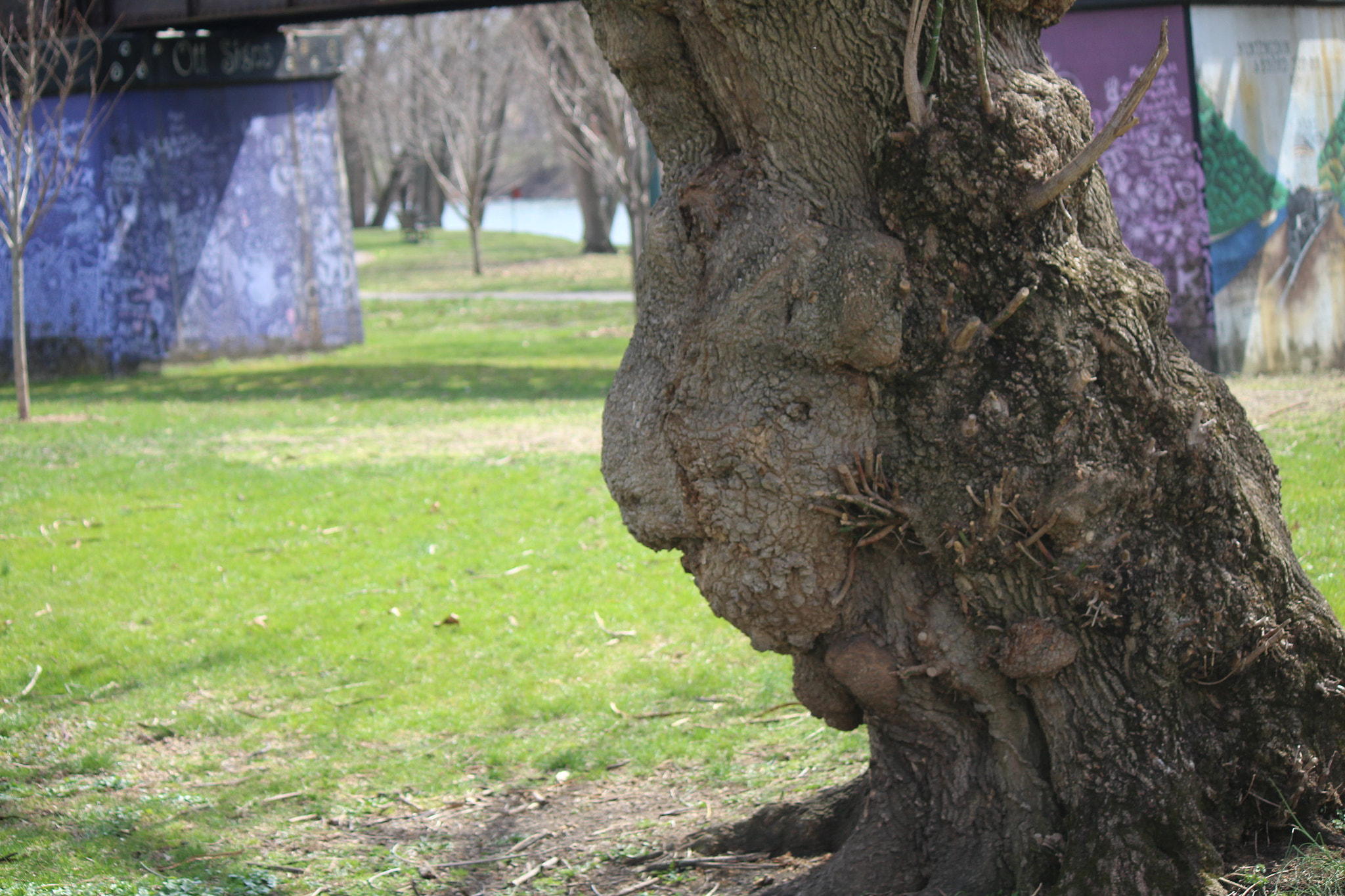 Canon EF-S 55-250mm F4-5.6 IS sample photo. Img photography