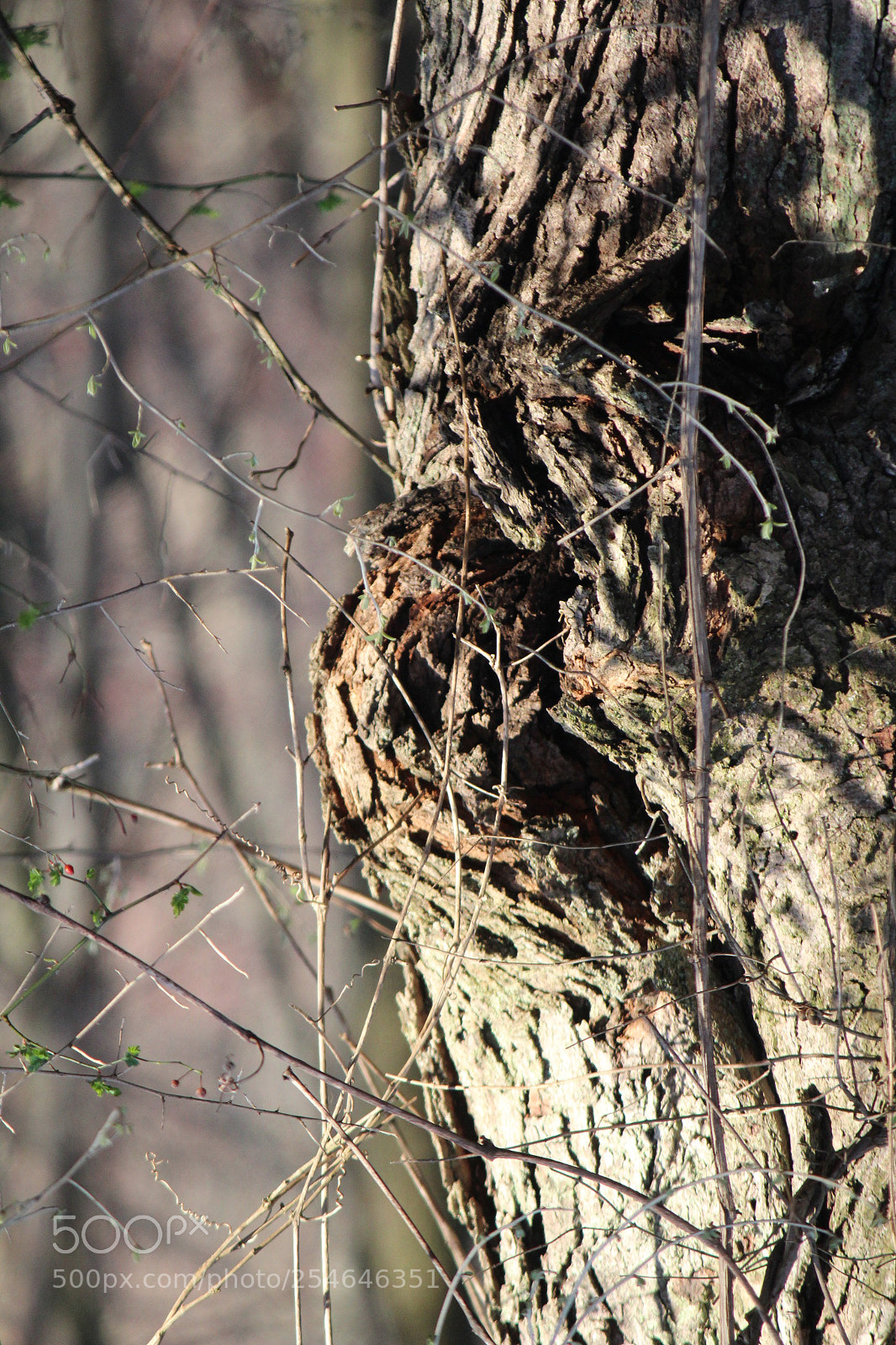 Canon EOS 1200D (EOS Rebel T5 / EOS Kiss X70 / EOS Hi) sample photo. Img photography