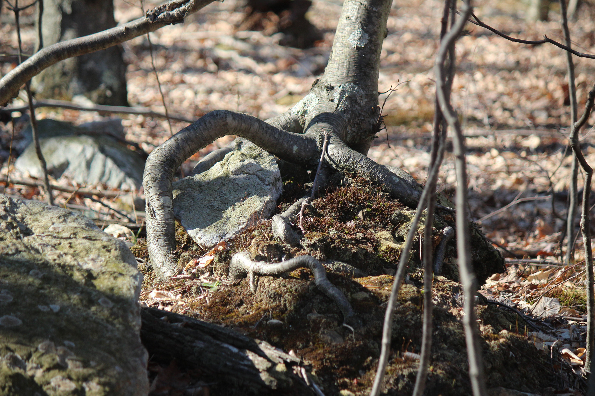 Canon EF-S 55-250mm F4-5.6 IS sample photo. Img photography