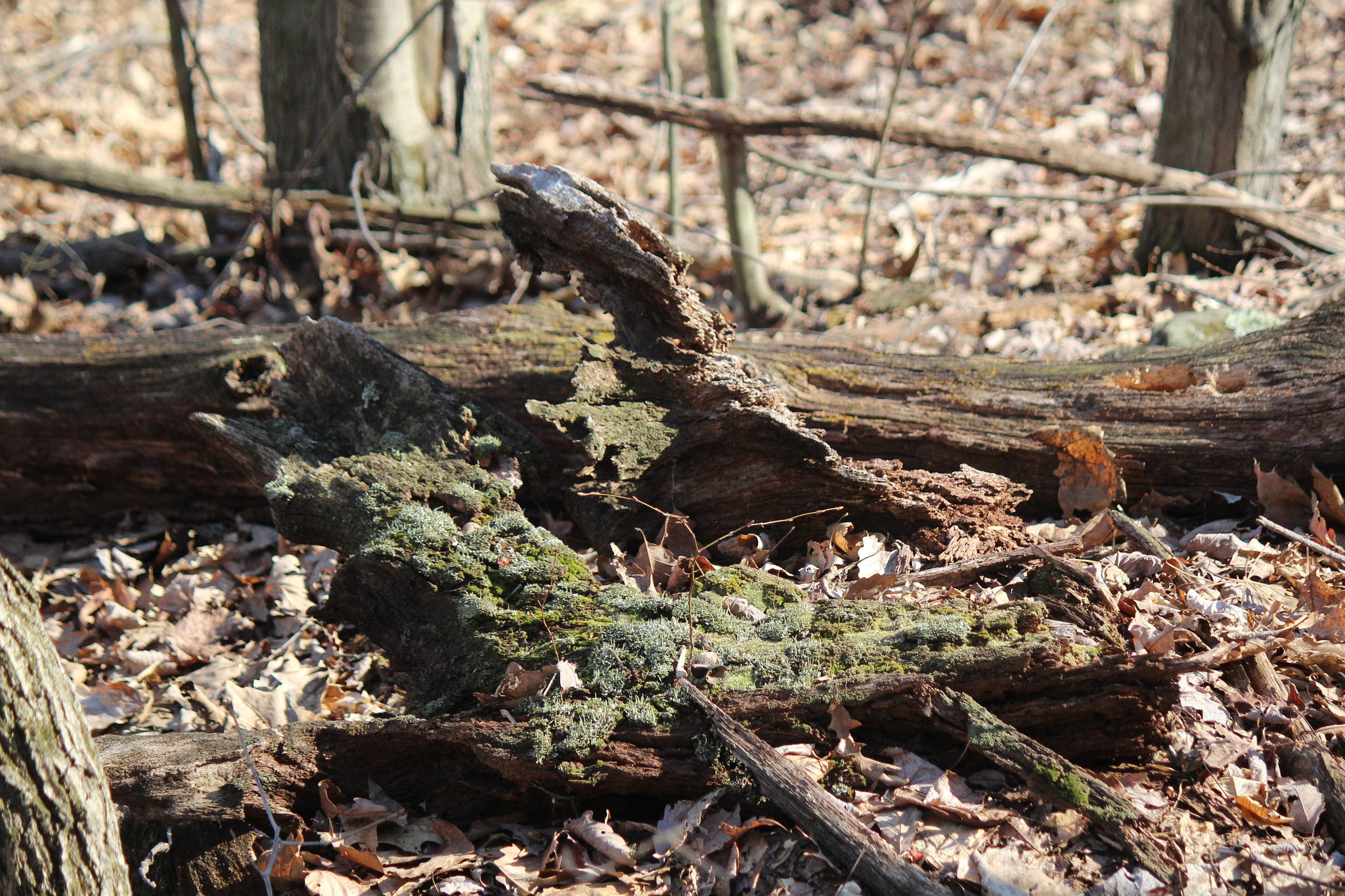 Canon EF-S 55-250mm F4-5.6 IS sample photo. Img photography