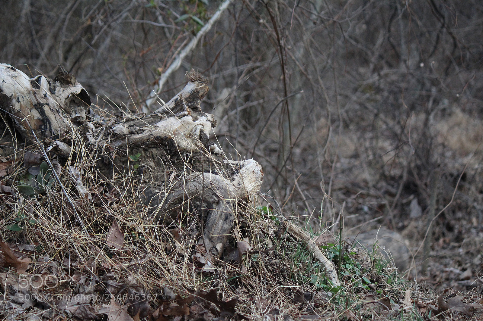 Canon EOS 1200D (EOS Rebel T5 / EOS Kiss X70 / EOS Hi) sample photo. Img photography
