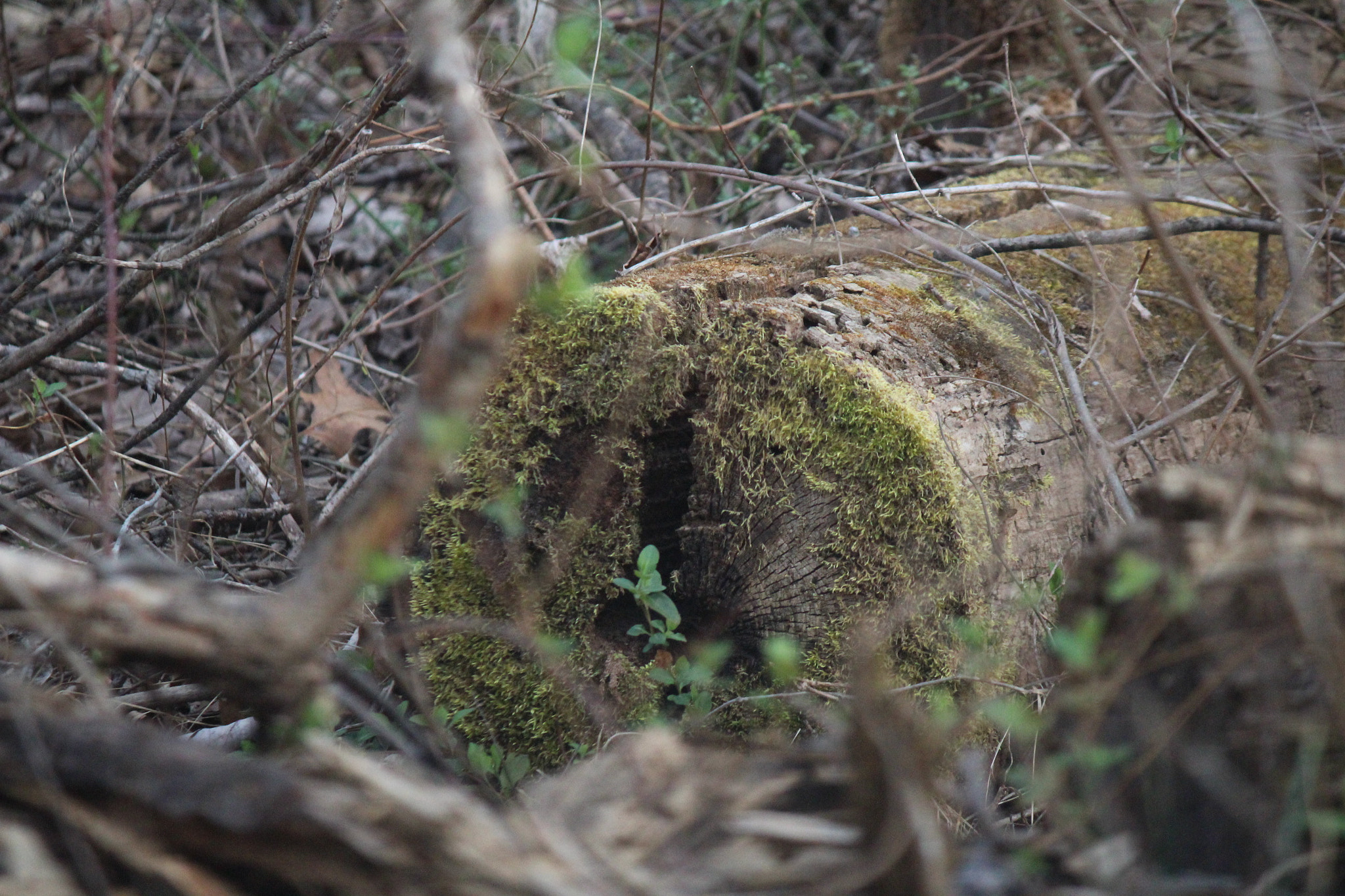 Canon EF-S 55-250mm F4-5.6 IS sample photo. Img photography