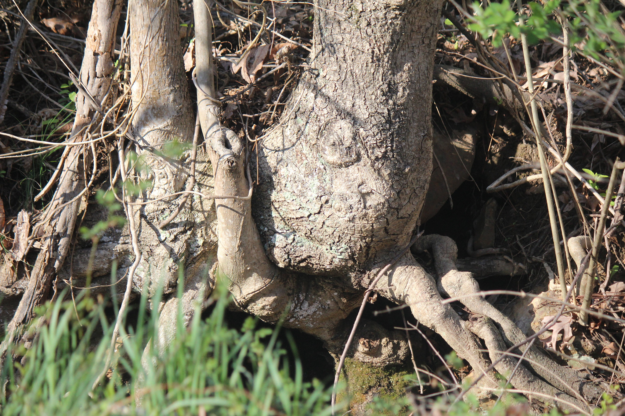 Canon EF-S 55-250mm F4-5.6 IS sample photo. Img photography