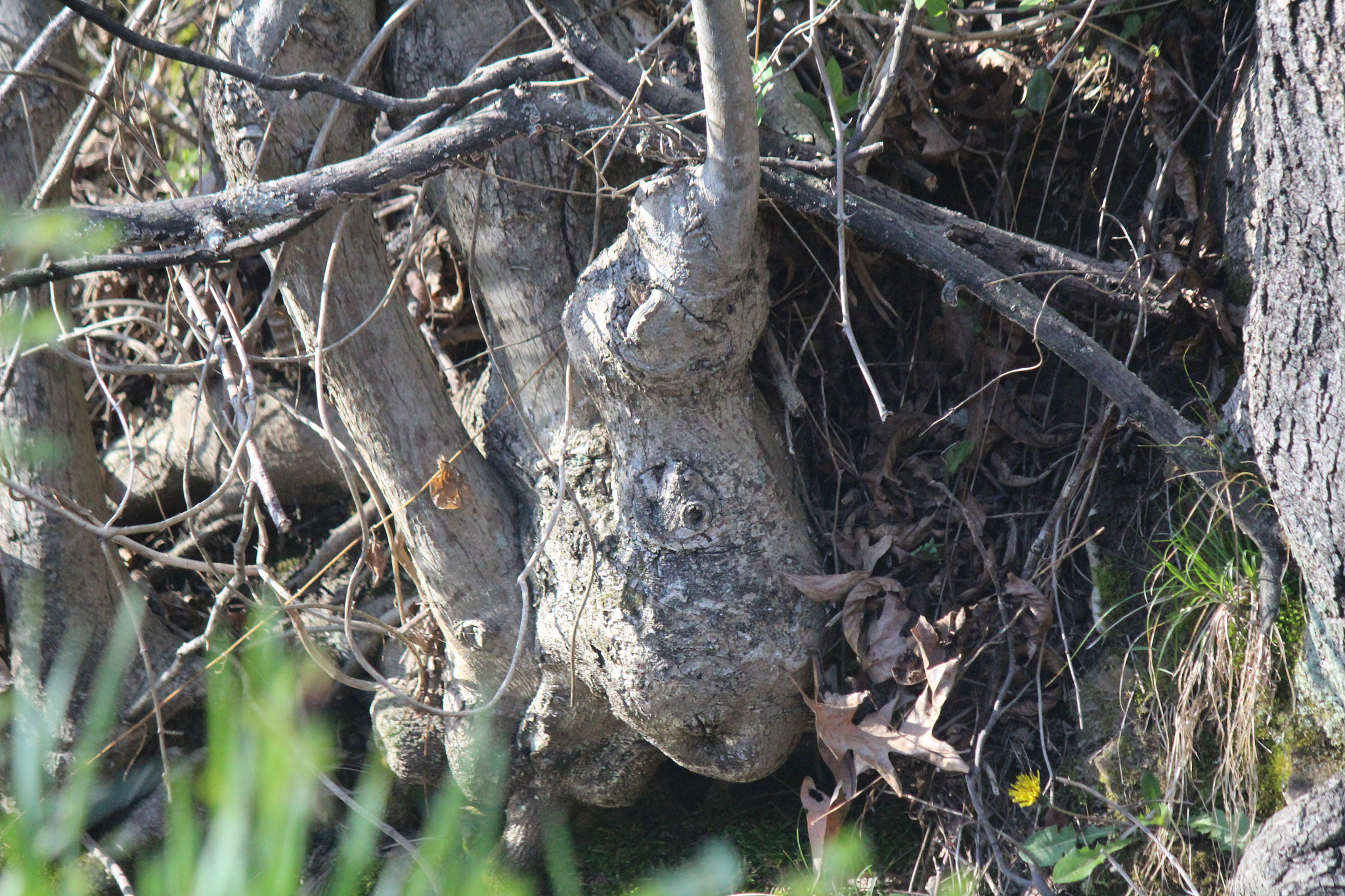 Canon EF-S 55-250mm F4-5.6 IS sample photo. Img photography