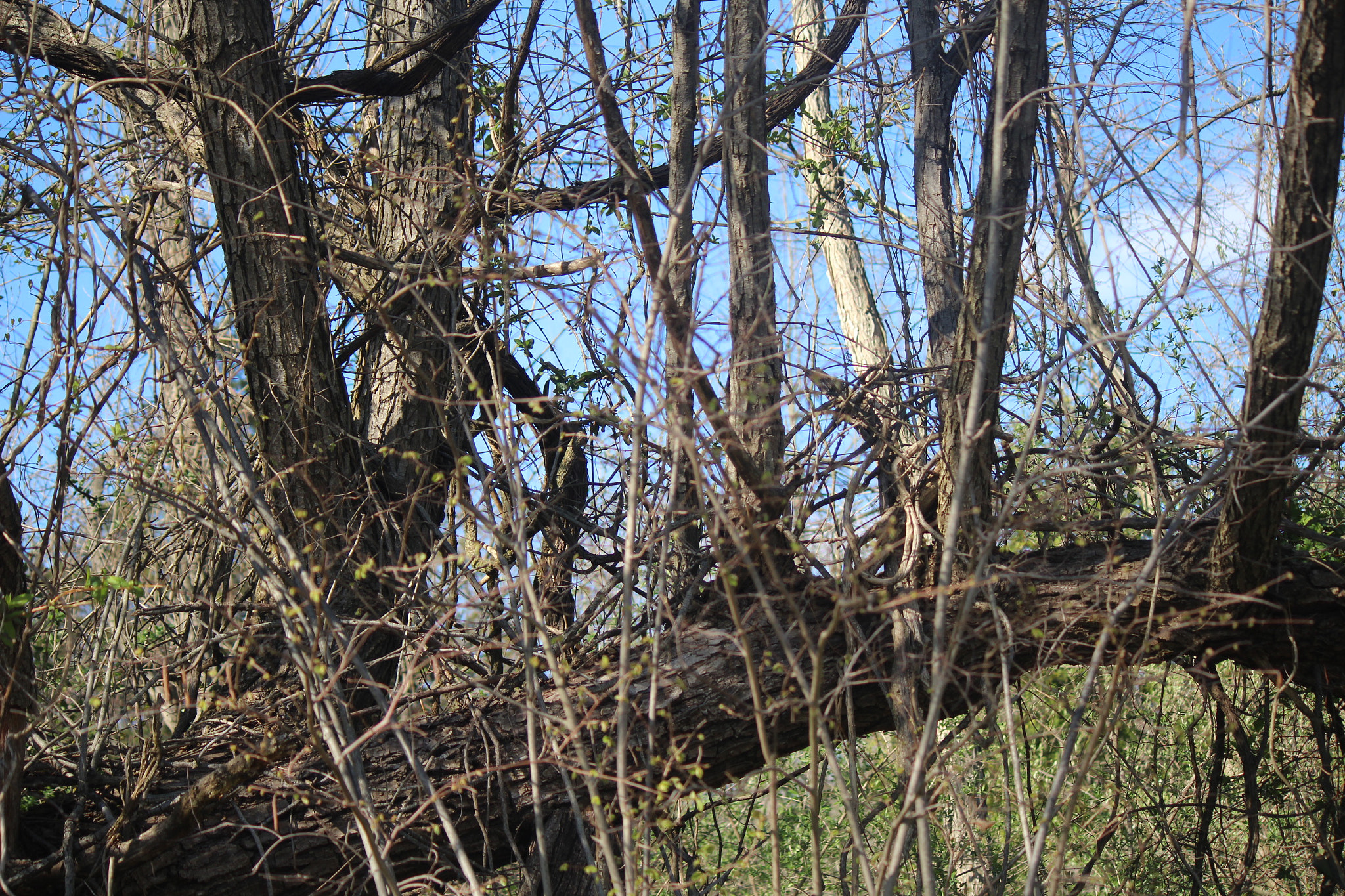 Canon EF-S 55-250mm F4-5.6 IS sample photo. Img photography