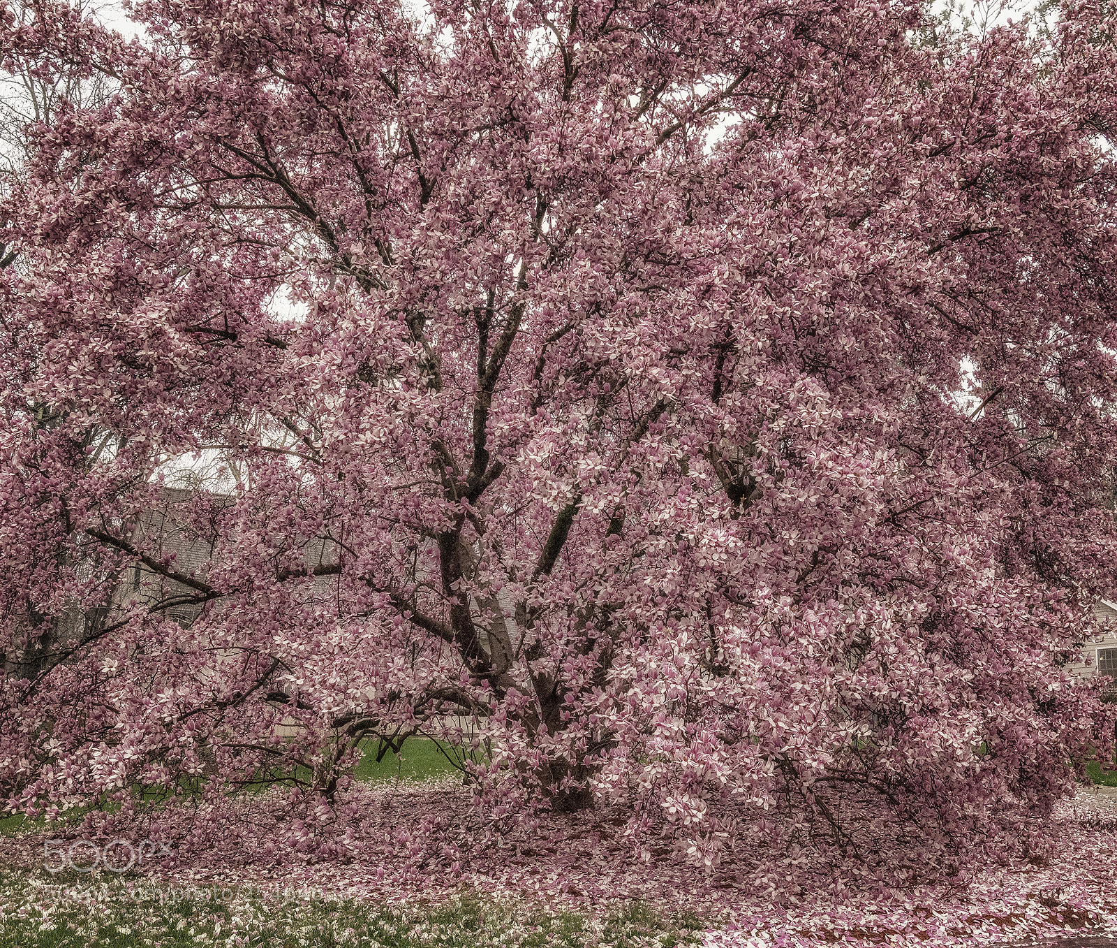 Nikon D3300 sample photo. Magnolia photography