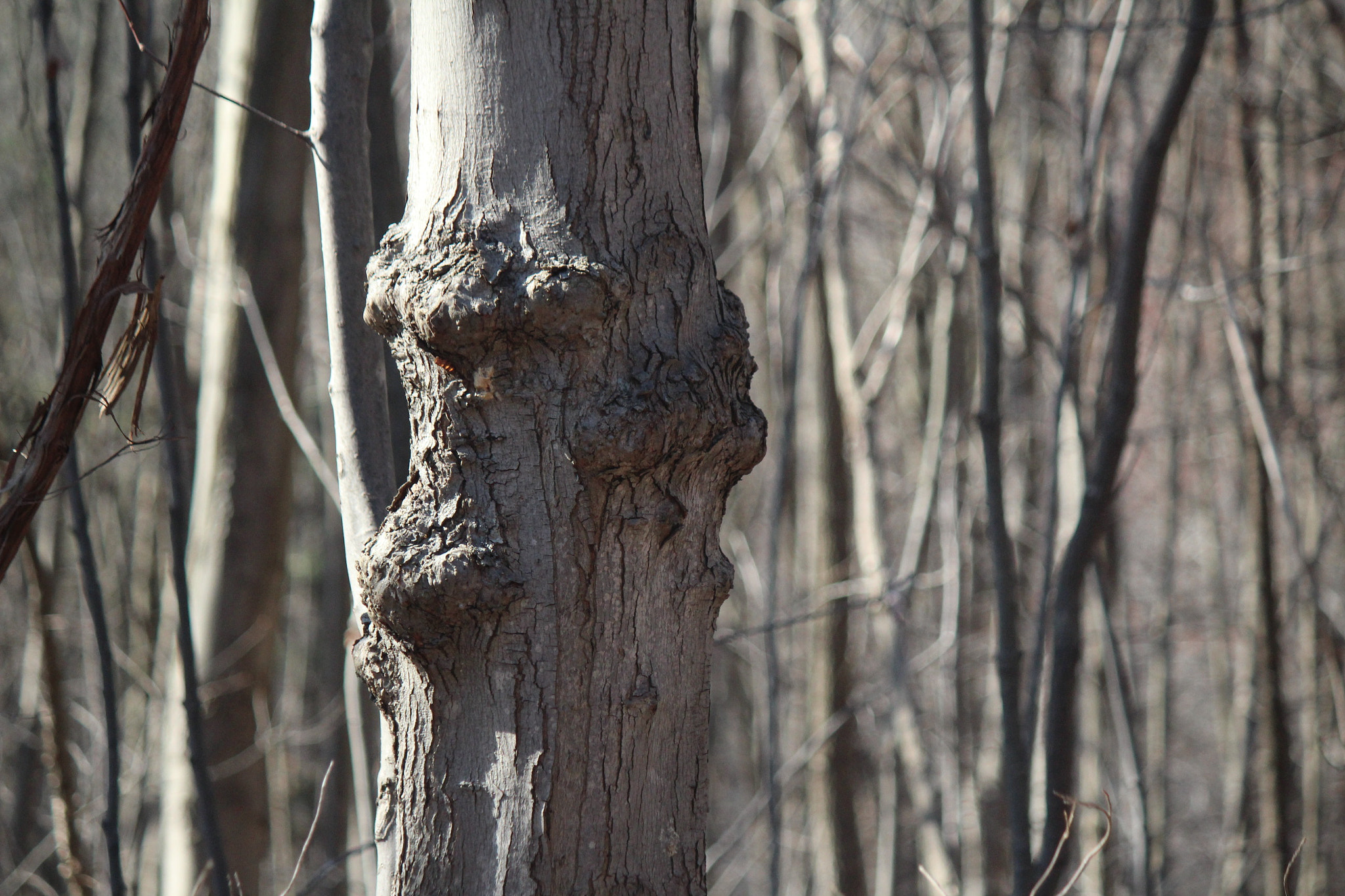 Canon EF-S 55-250mm F4-5.6 IS sample photo. Img photography