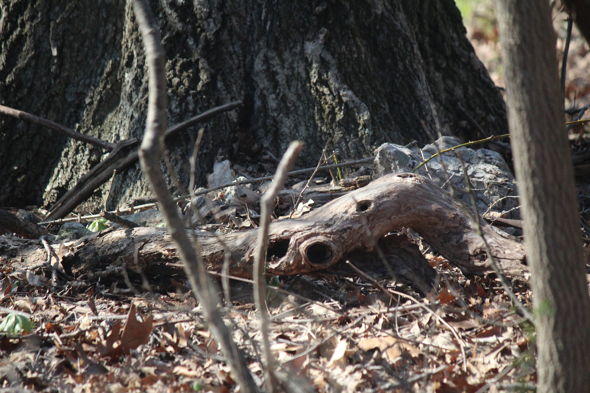 Canon EF-S 55-250mm F4-5.6 IS sample photo. Img photography
