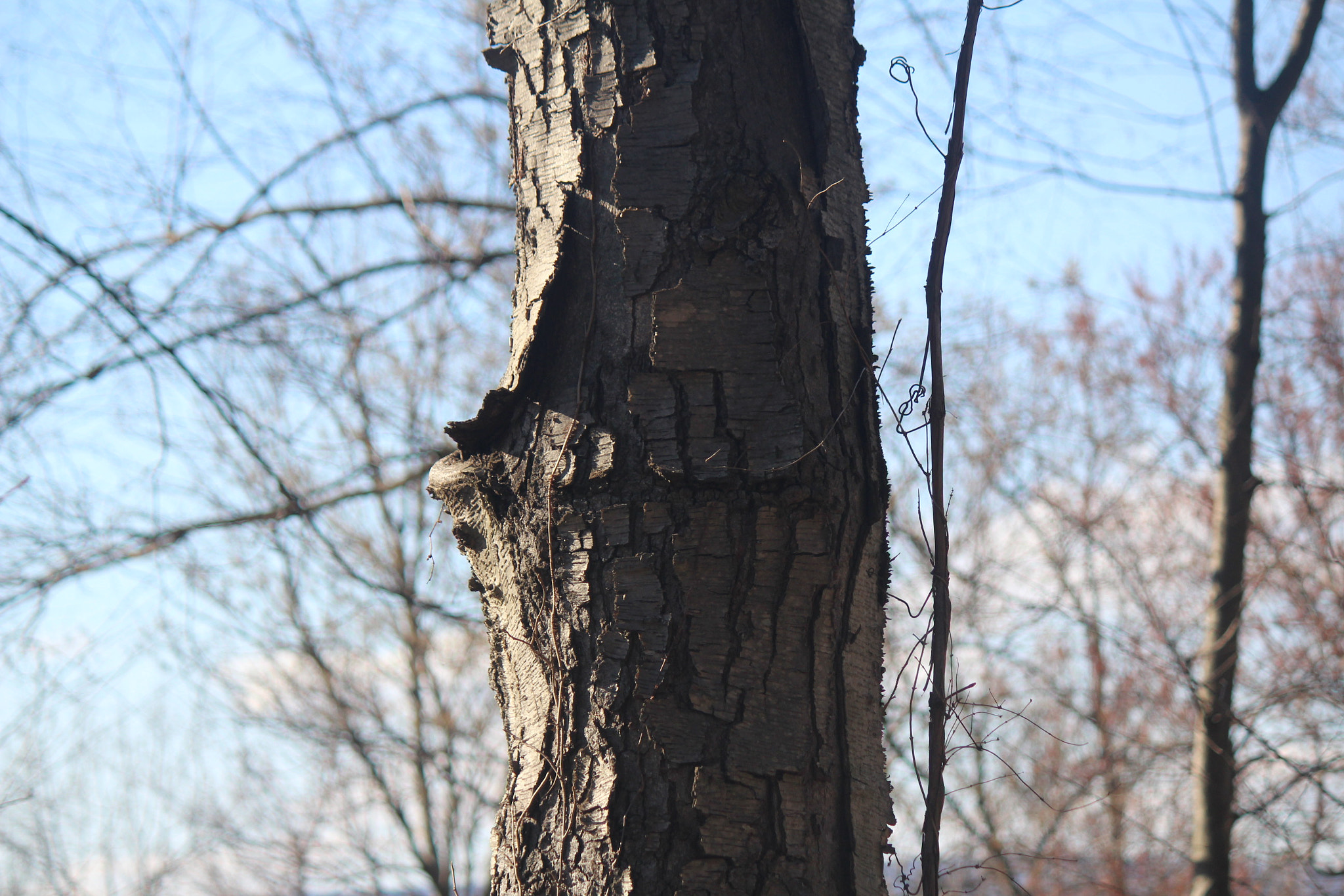 Canon EF-S 55-250mm F4-5.6 IS sample photo. Img photography