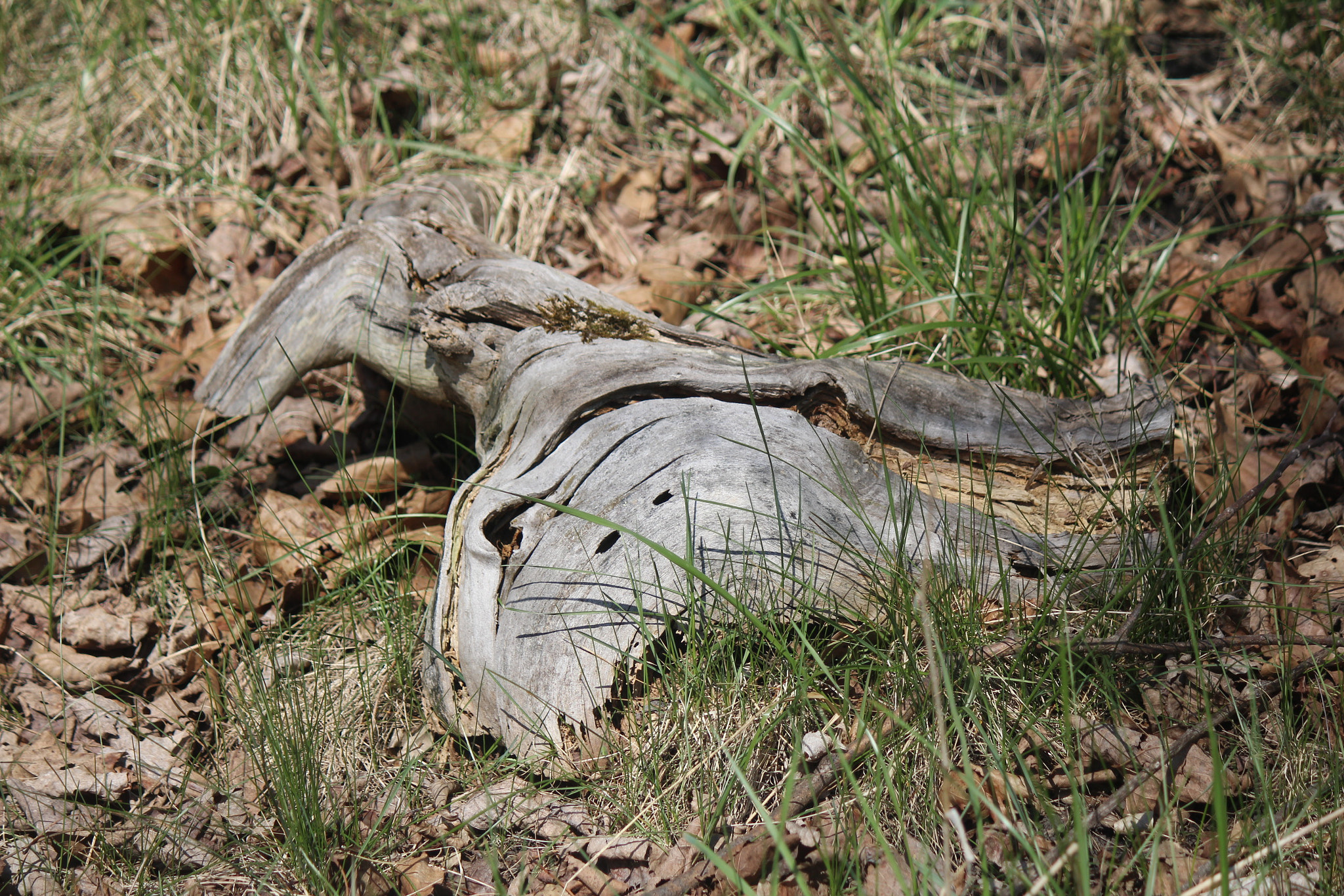 Canon EF-S 55-250mm F4-5.6 IS sample photo. Img photography