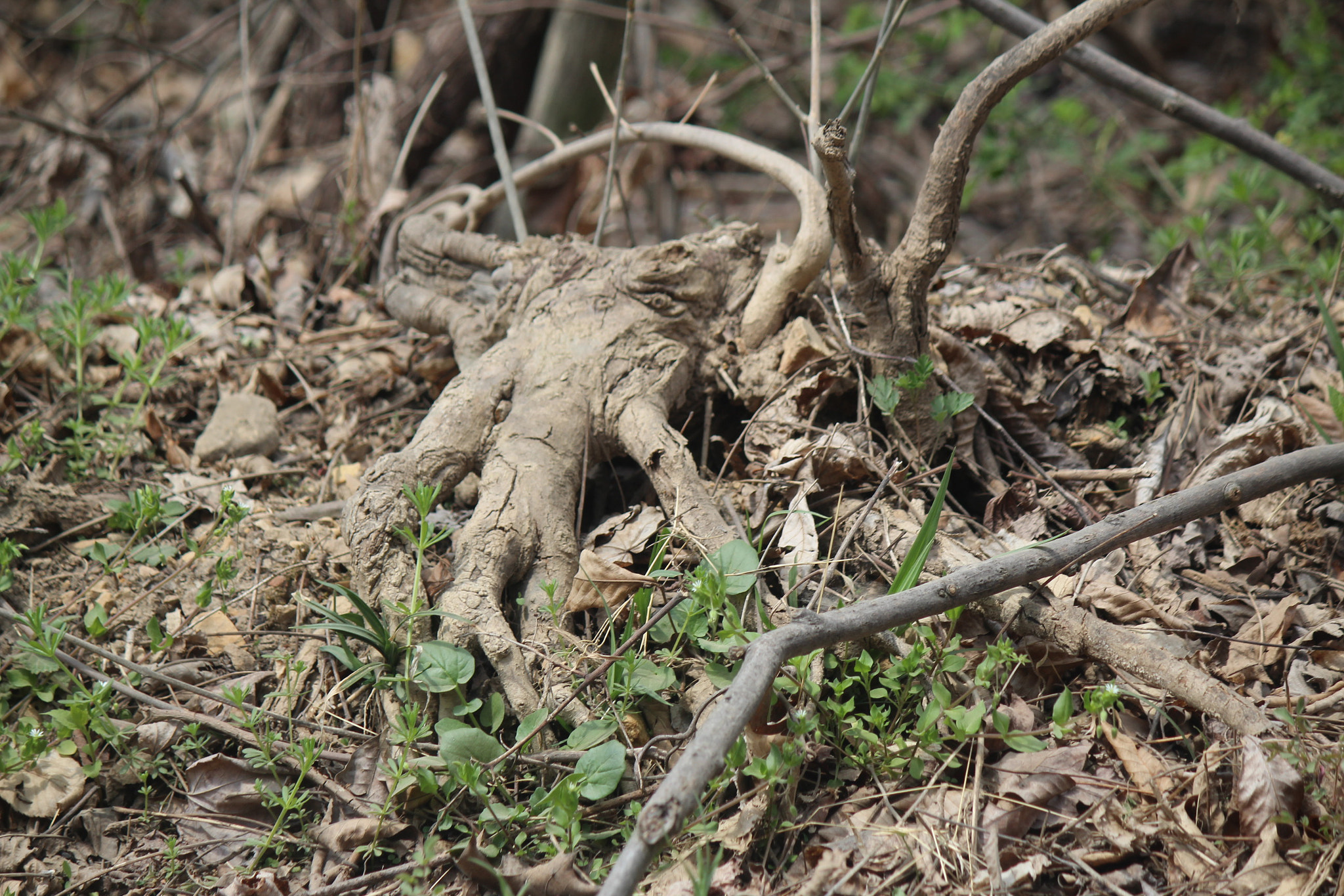 Canon EF-S 55-250mm F4-5.6 IS sample photo. Img photography