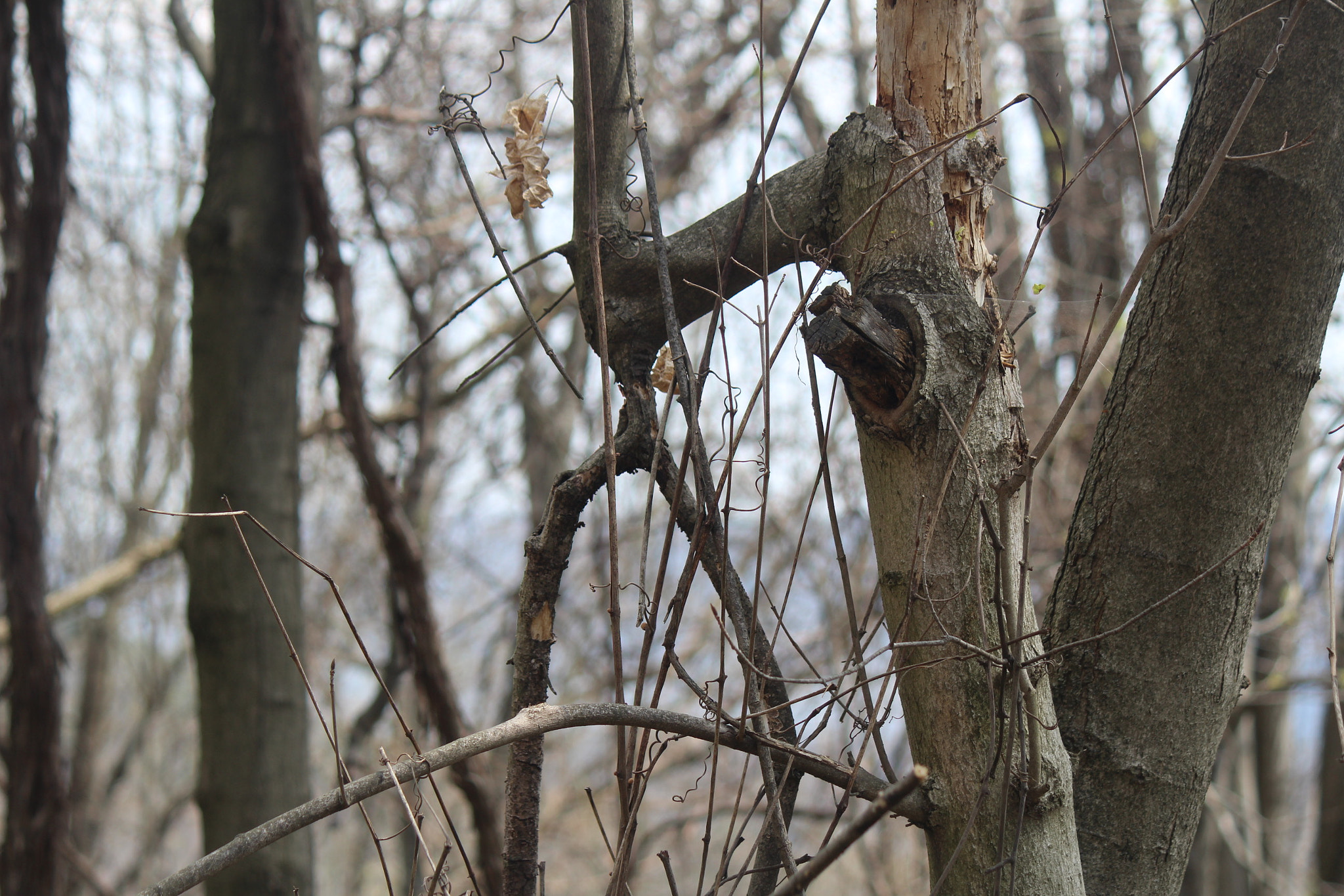 Canon EF-S 55-250mm F4-5.6 IS sample photo. Img photography