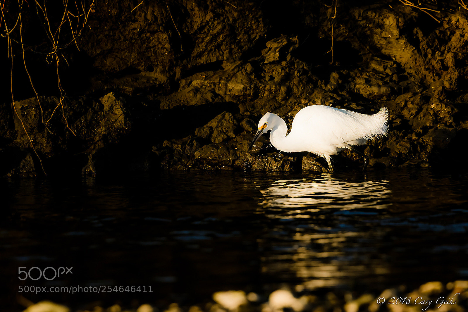 Canon EOS 7D Mark II sample photo. Snowy egret, in the photography