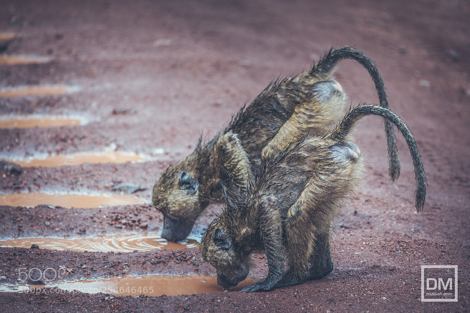 Canon EOS 5D Mark II sample photo. Lake manyara national park photography