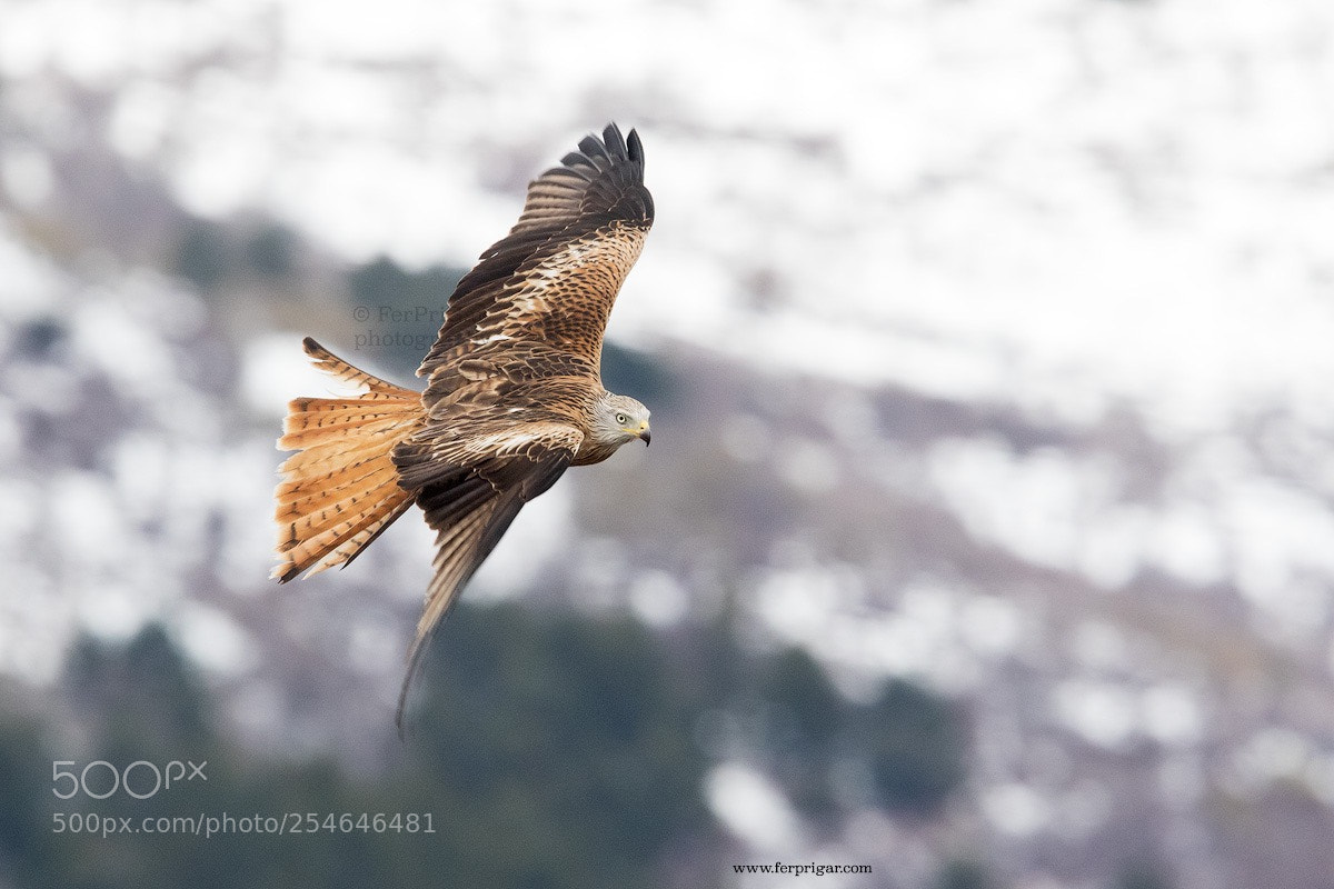 Canon EOS 7D Mark II sample photo. Red kite photography