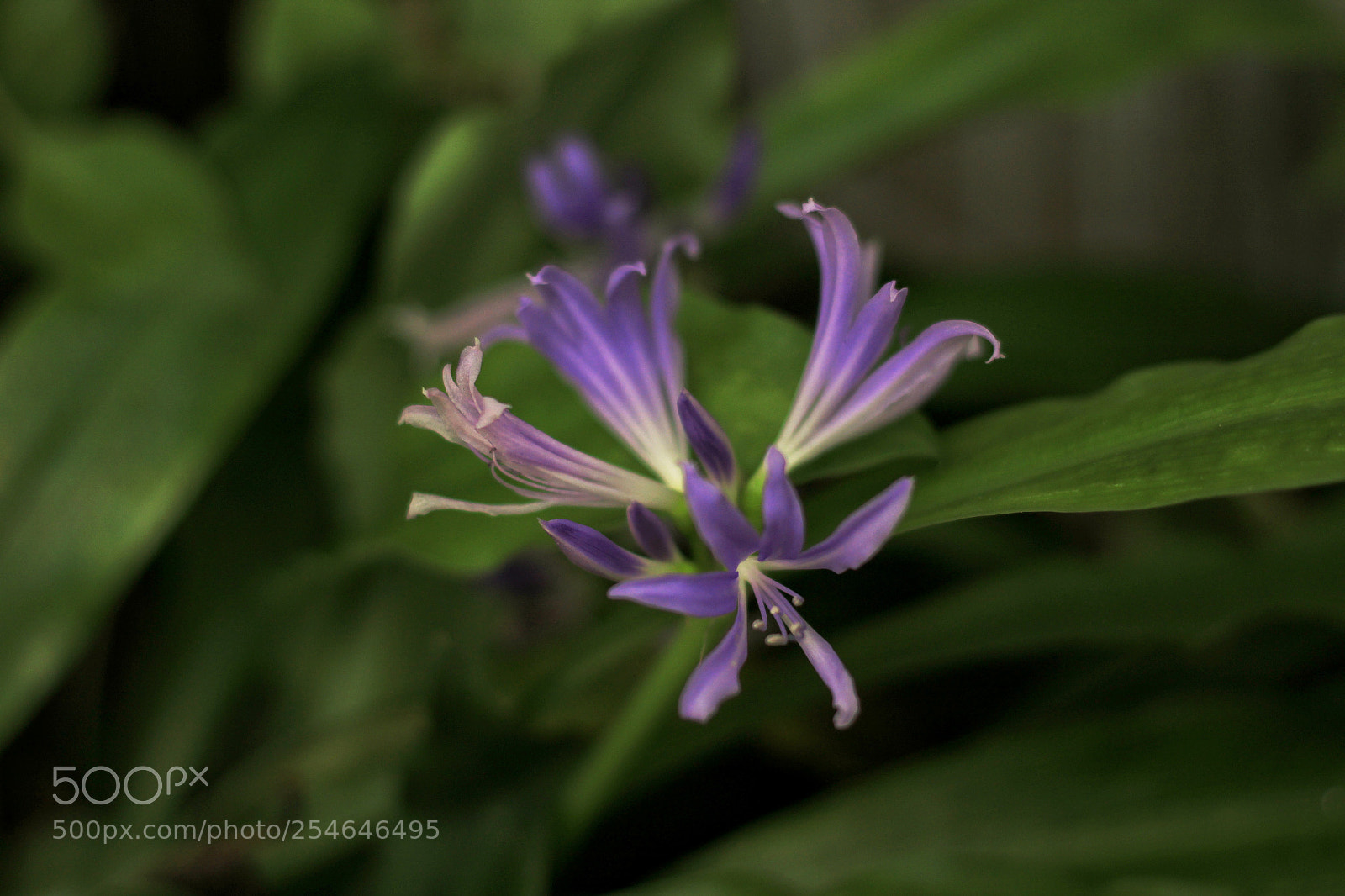 Canon EOS 1200D (EOS Rebel T5 / EOS Kiss X70 / EOS Hi) sample photo. Untitled photography