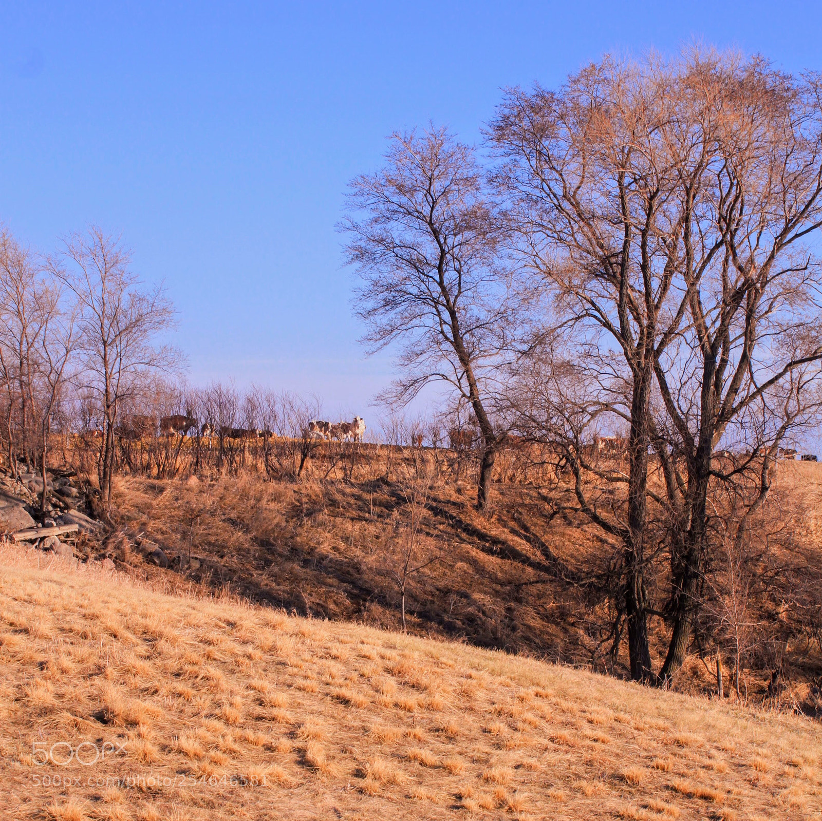 Canon EOS 500D (EOS Rebel T1i / EOS Kiss X3) sample photo. Spring in minnesota photography