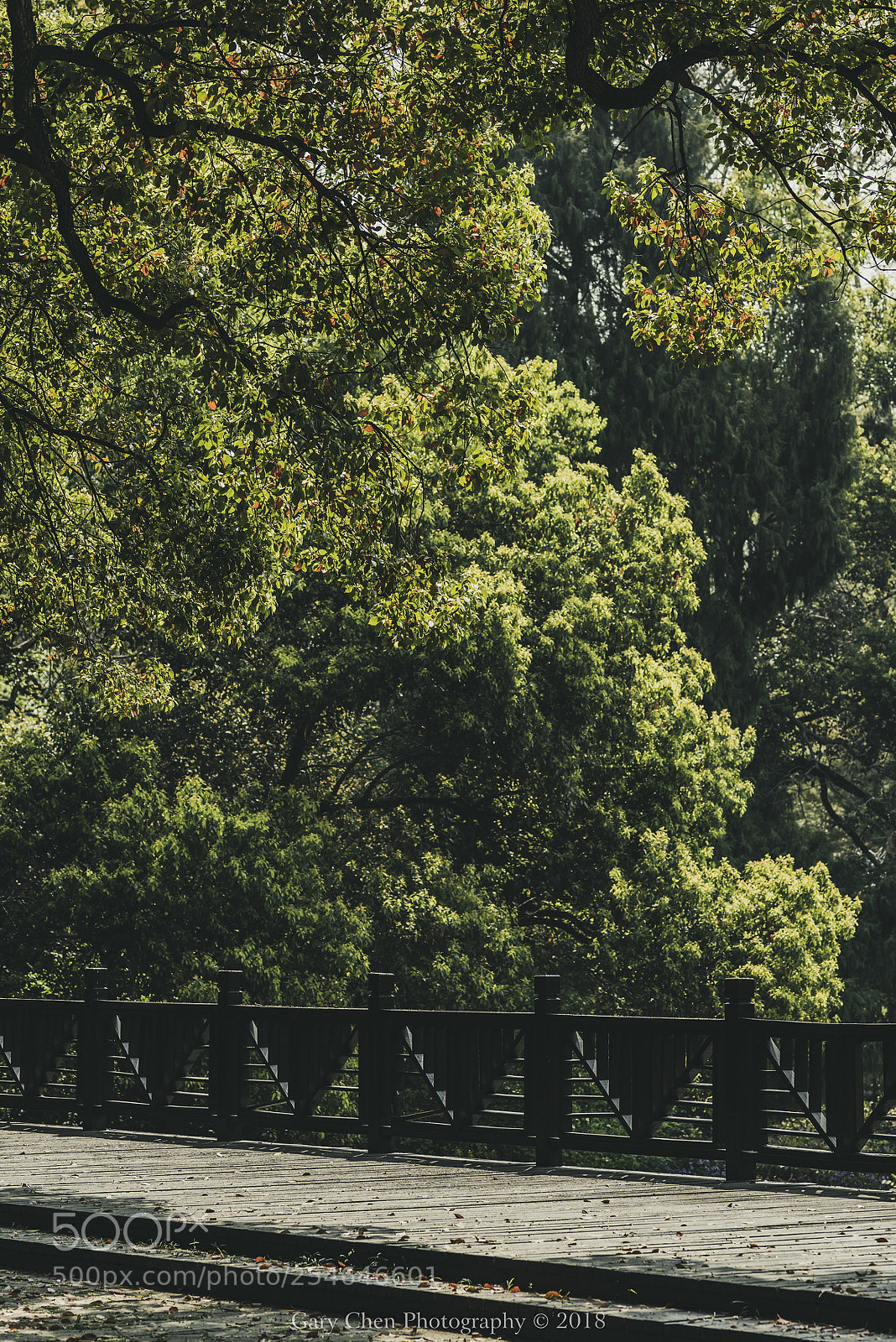 Nikon D810 sample photo. 葱郁大树 photography