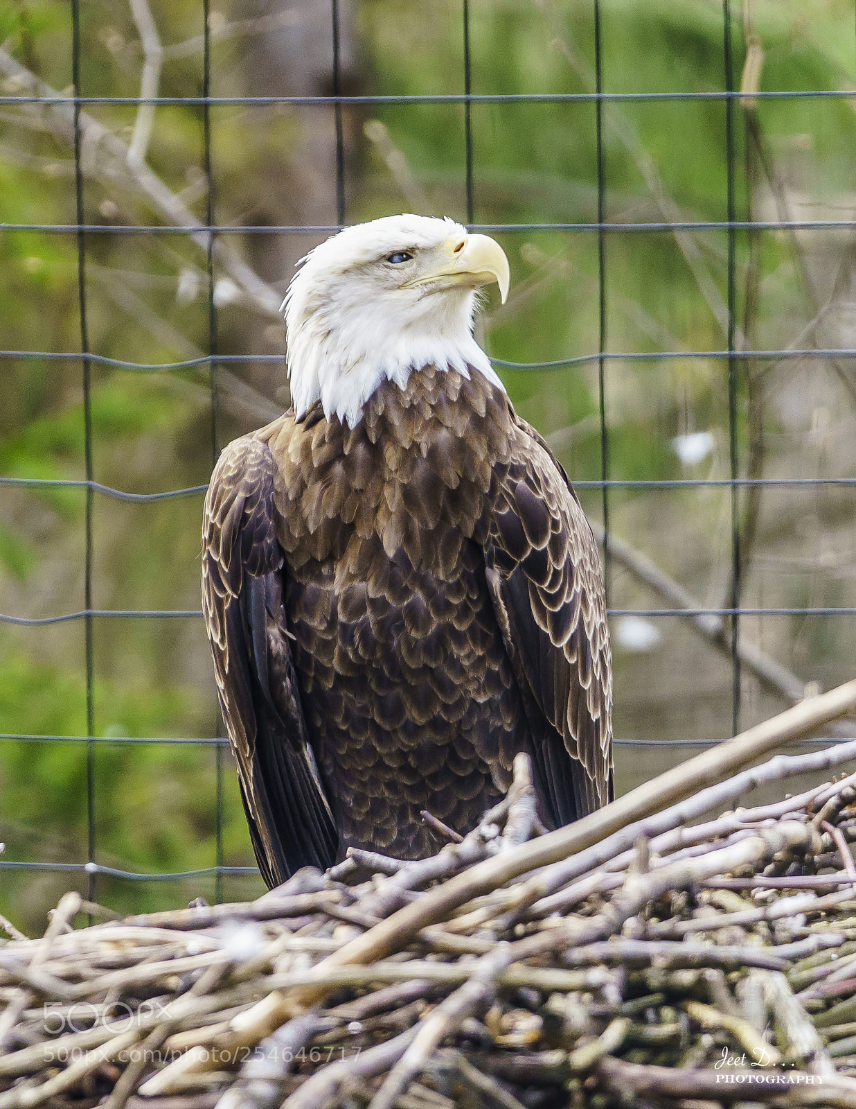 Sony a7R III sample photo. Bald eagle photography