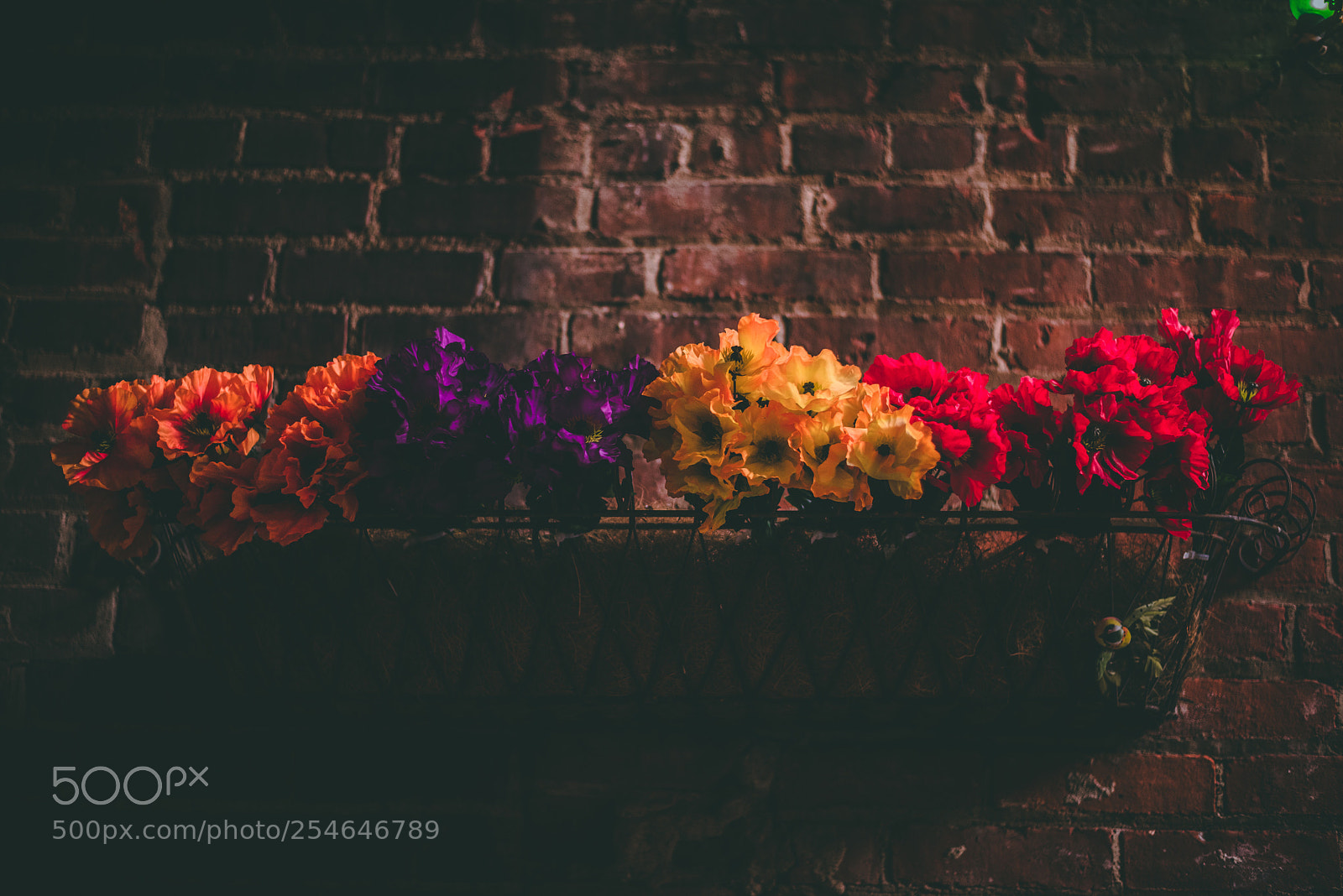 Nikon D810 sample photo. Colors photography