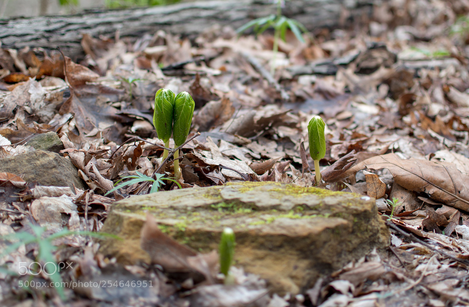 Nikon D5600 sample photo. Unbloom photography