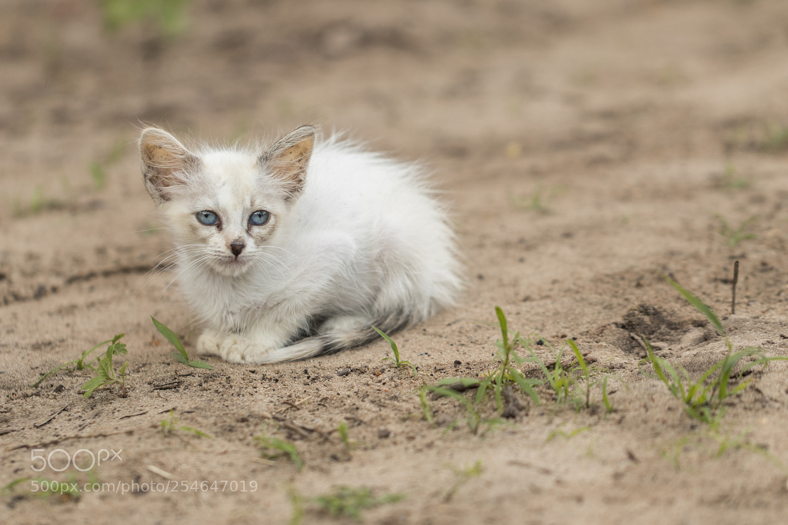 Canon EOS 80D sample photo. Little curious cat staring photography