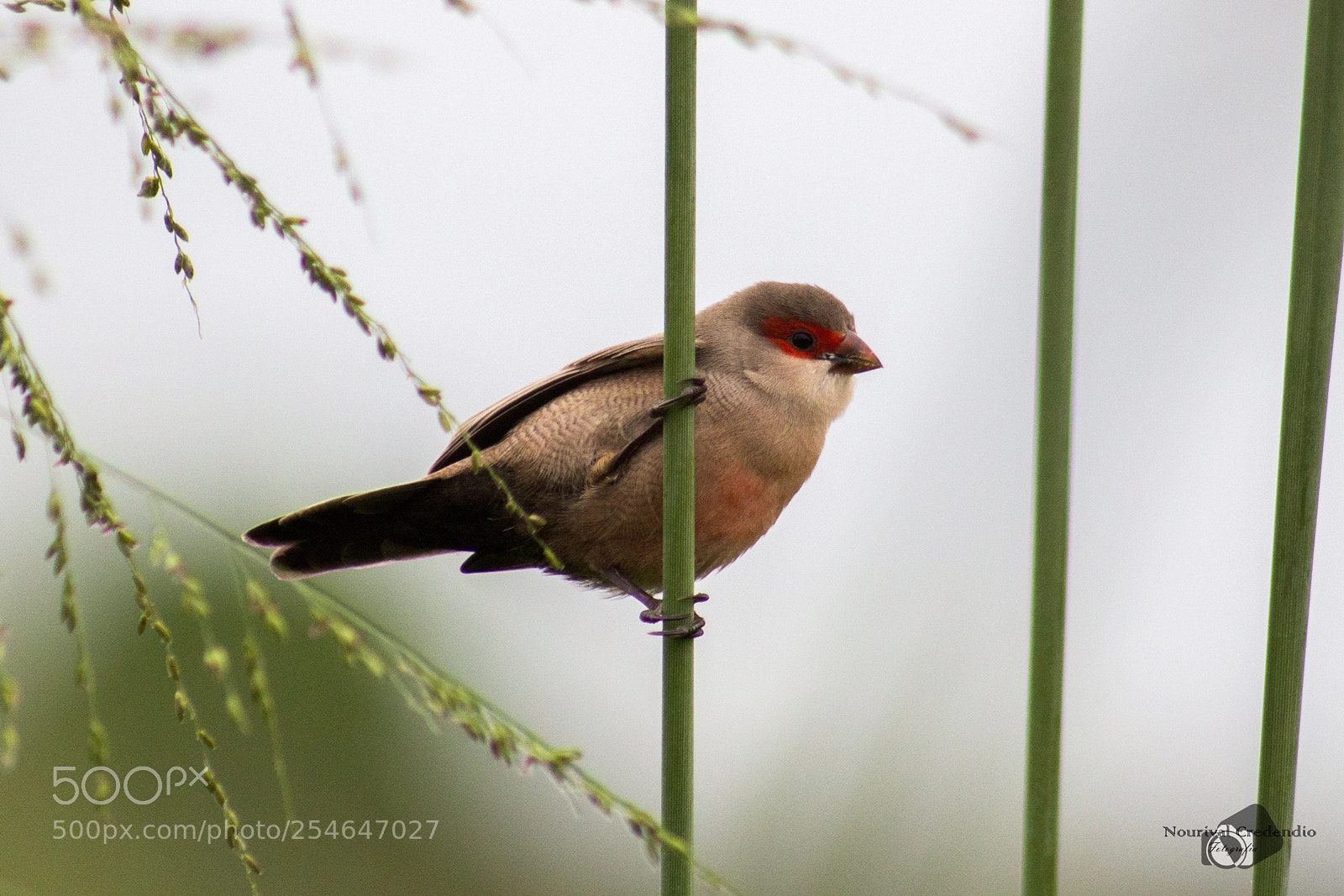 Canon EOS 600D (Rebel EOS T3i / EOS Kiss X5) sample photo. Red masked bird ii photography