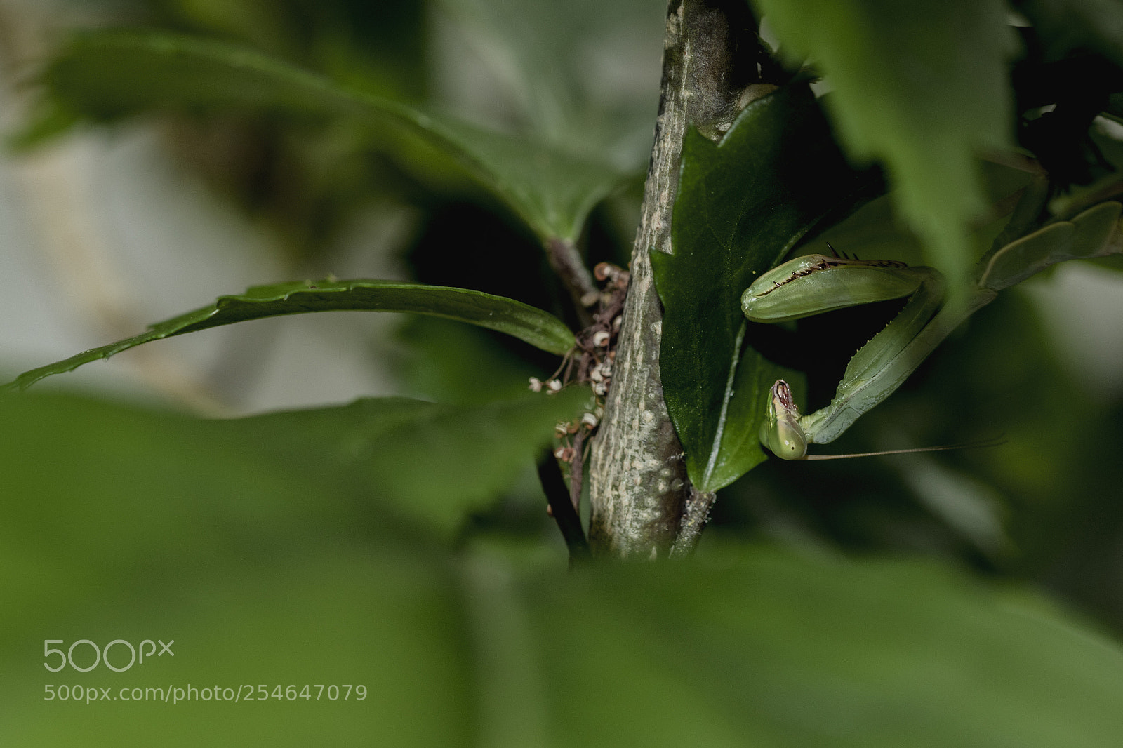 Canon EOS 80D sample photo. Little mantis on branch photography
