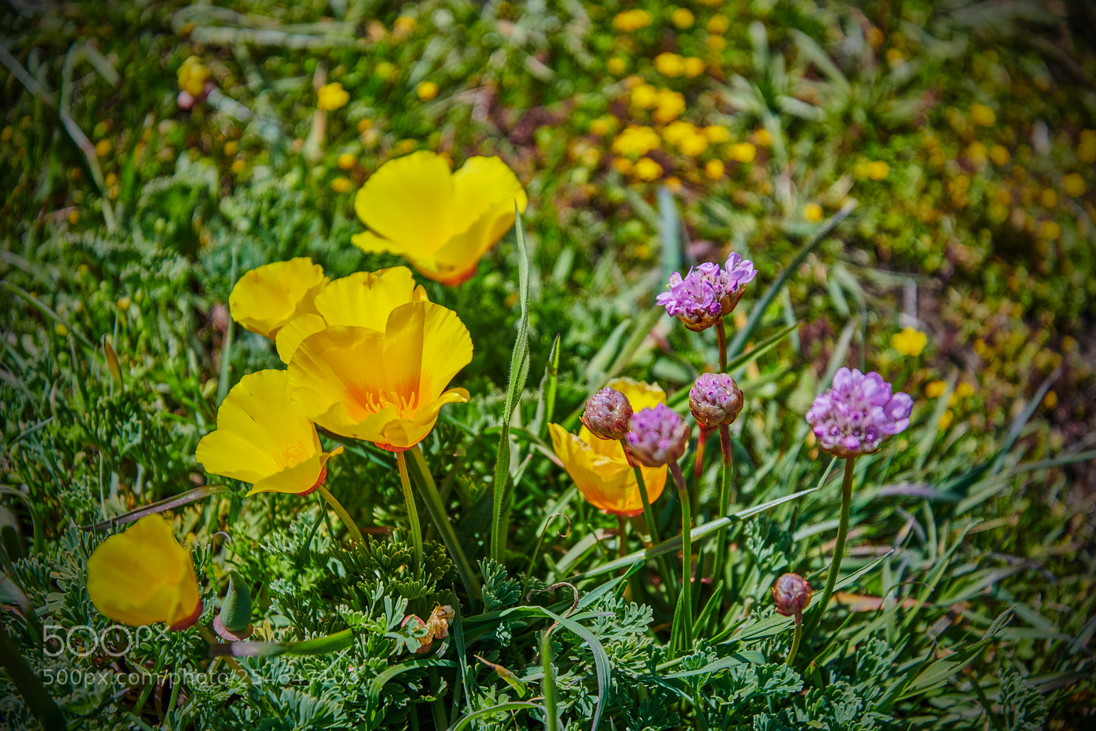 Nikon D850 sample photo. Wild flowers photography