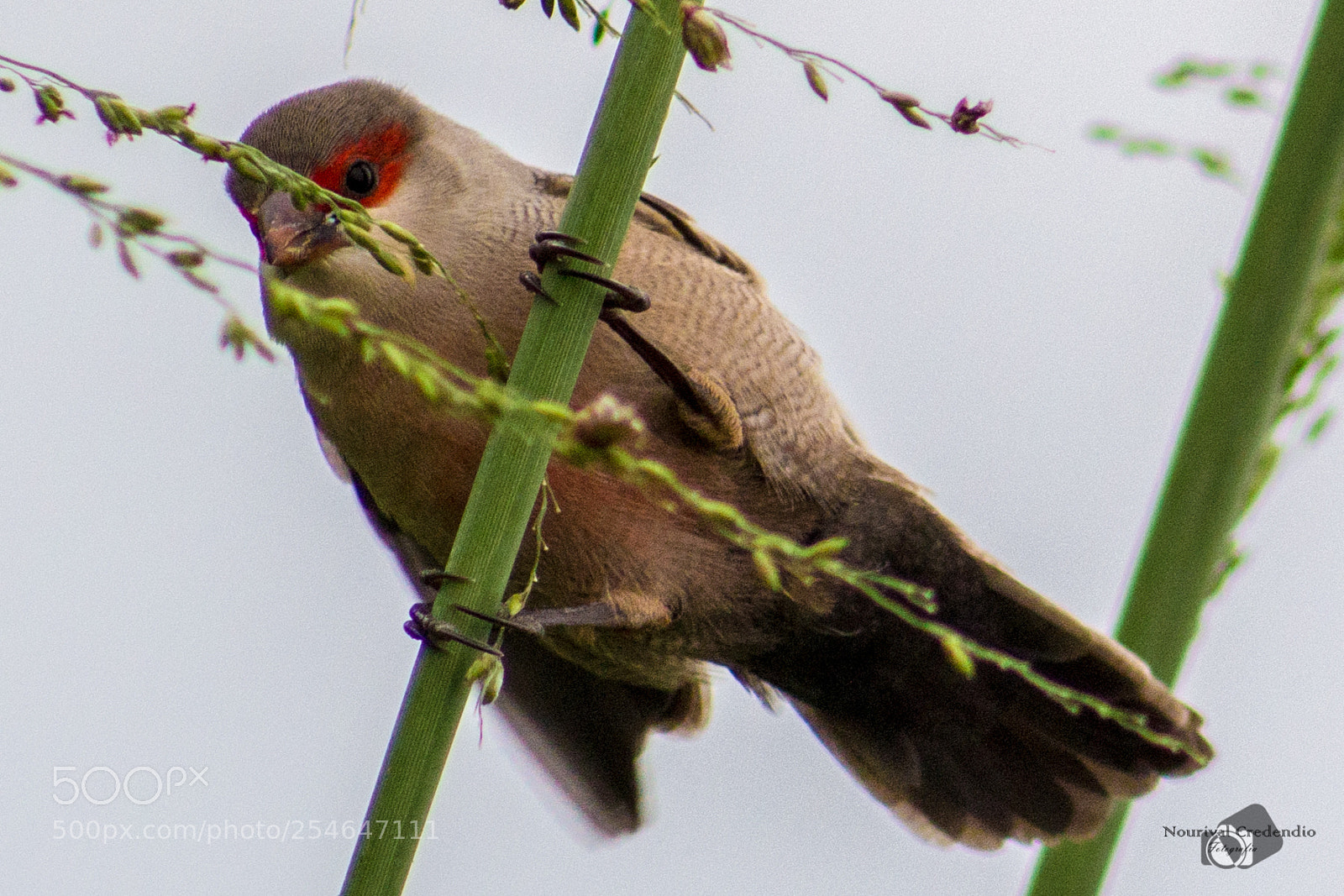 Canon EOS 600D (Rebel EOS T3i / EOS Kiss X5) sample photo. Red masked bird photography