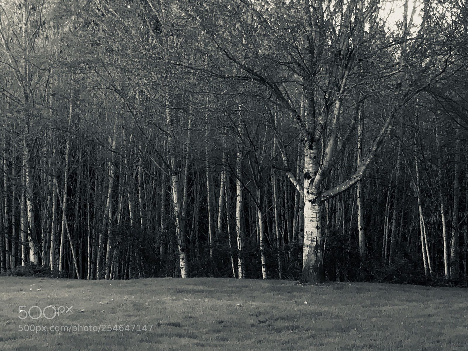 Apple iPhone 7 sample photo. Silver trees photography