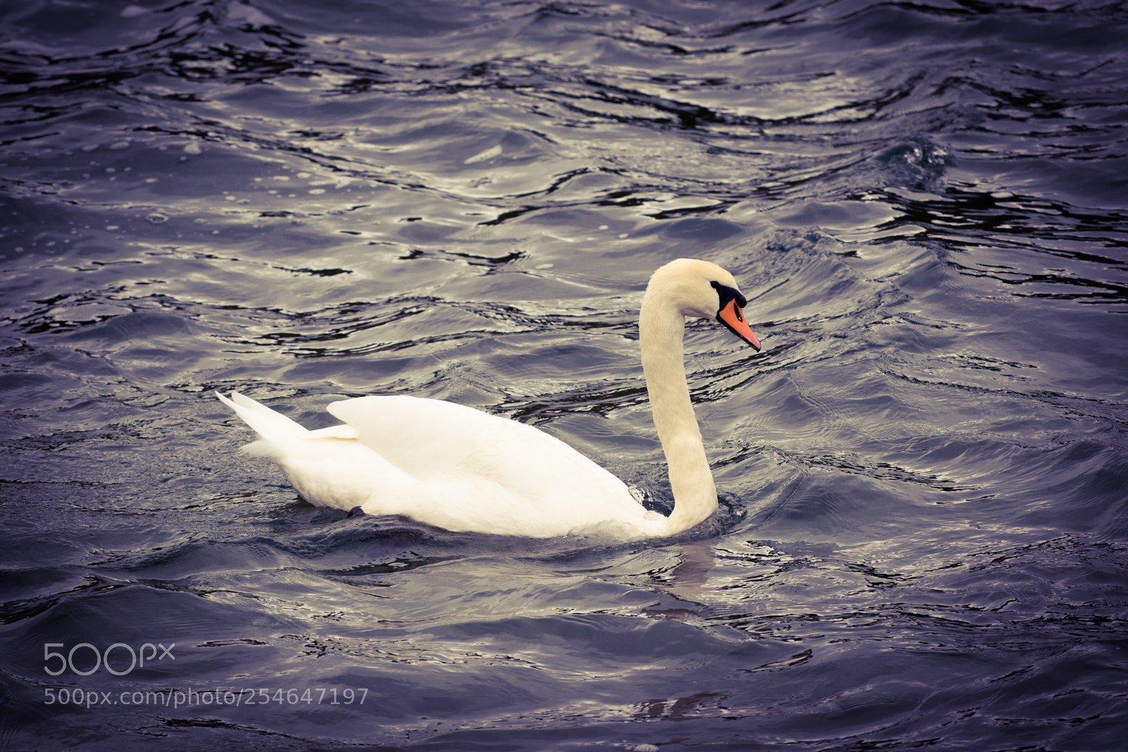 Nikon D3300 sample photo. Swan photography