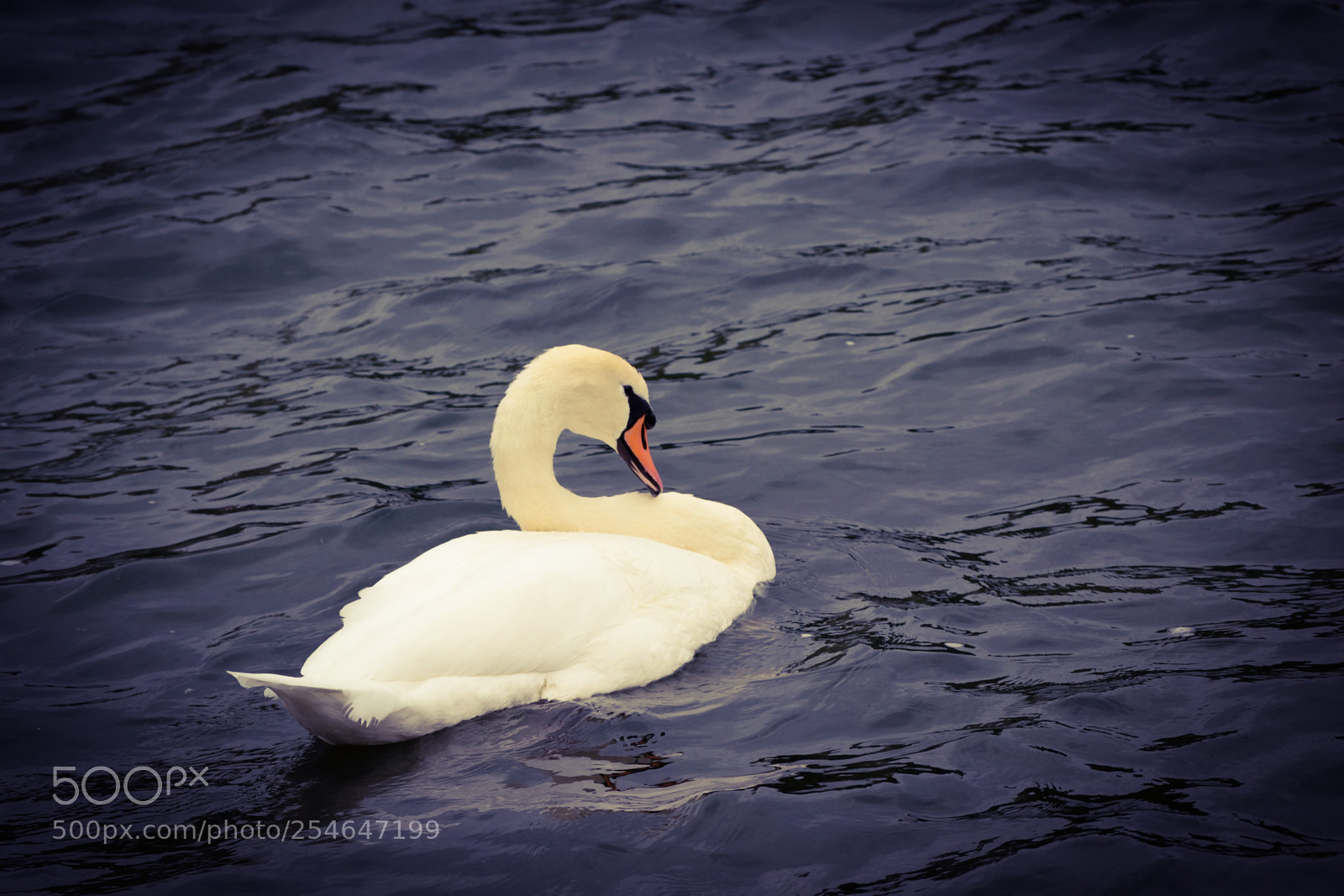 Nikon D3300 sample photo. Graceful swan photography