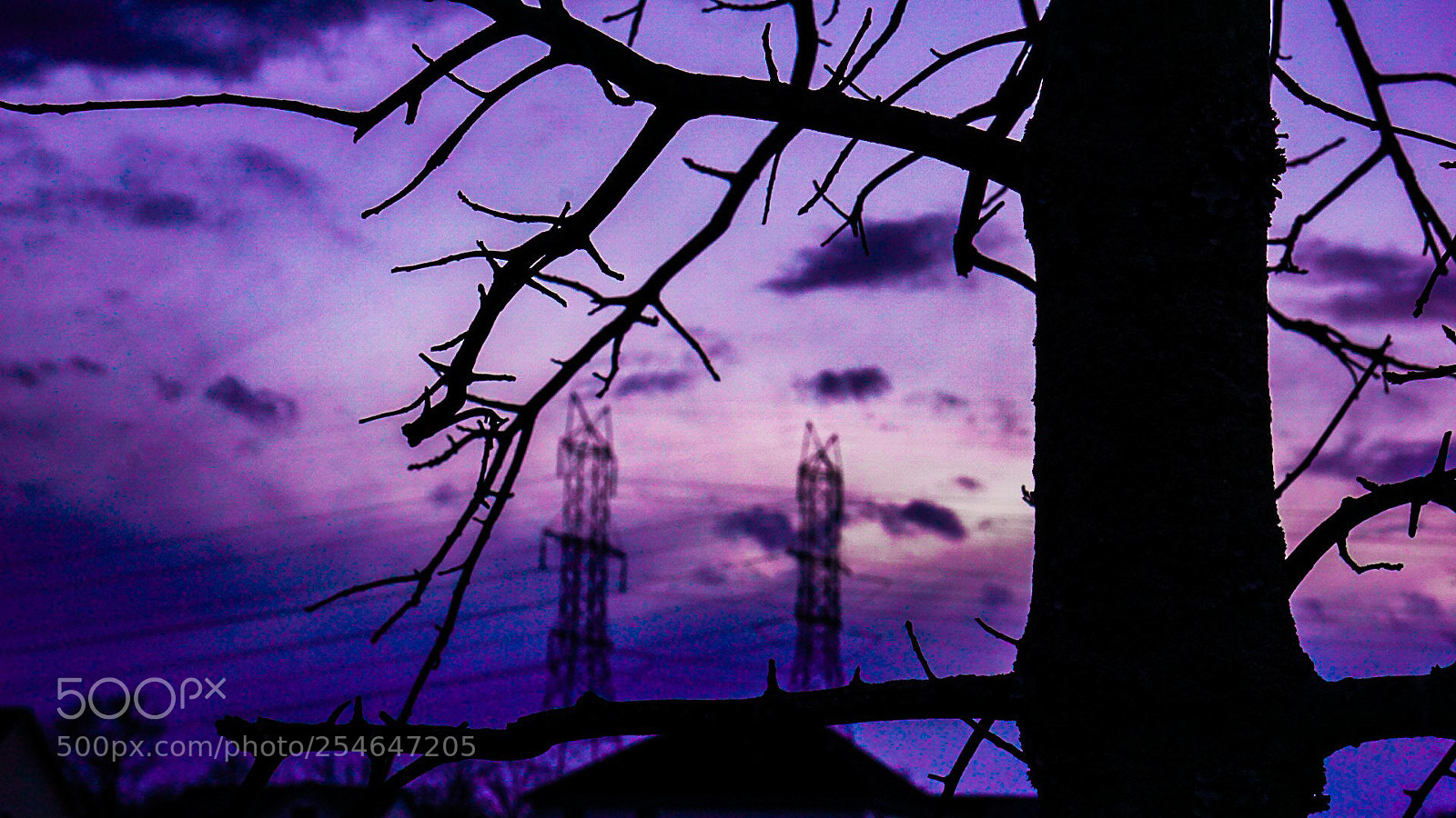 Sony a6000 sample photo. A view through branches 4 photography