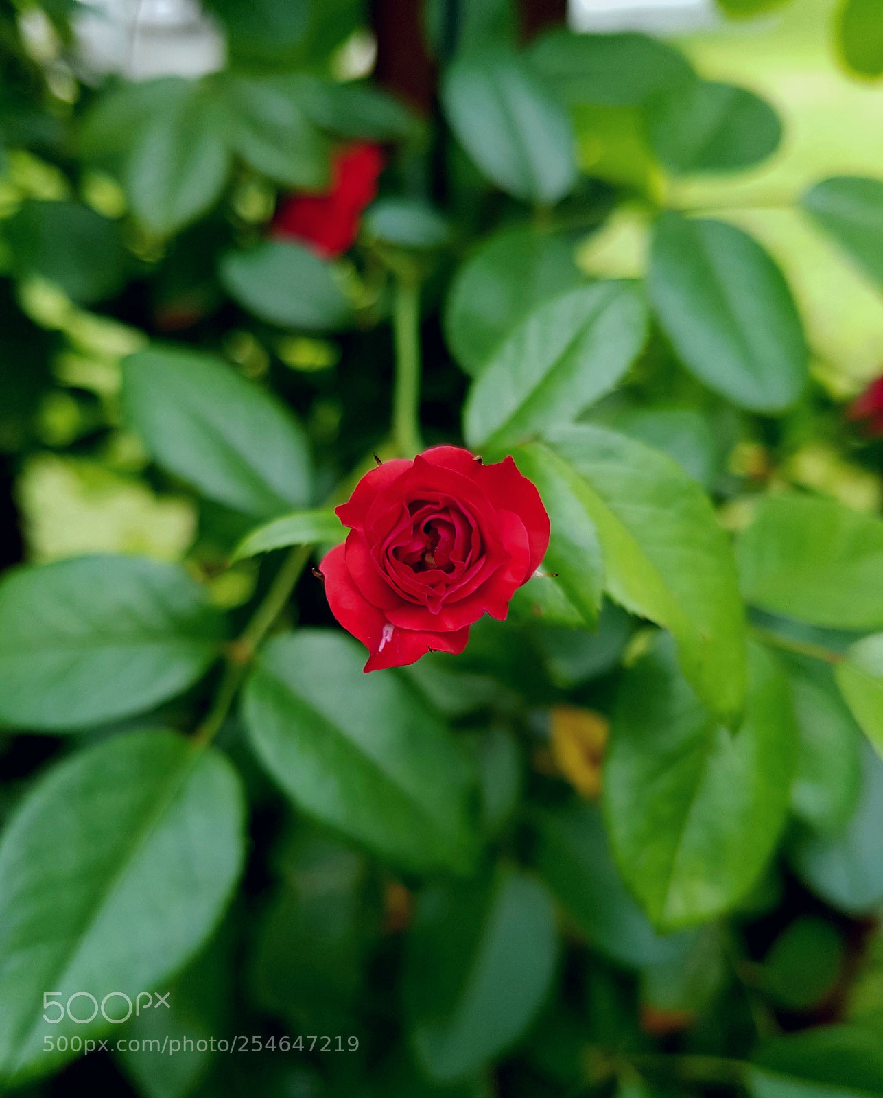 Samsung Galaxy S7 Edge sample photo. Flower photography