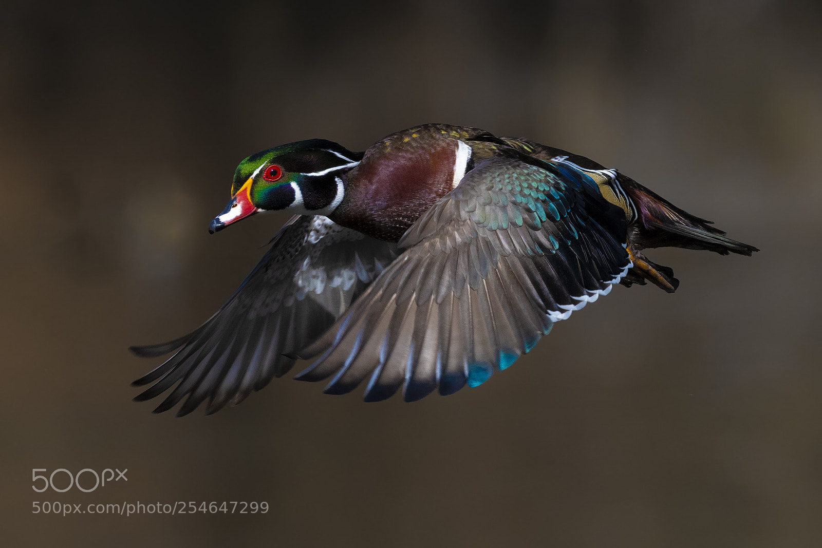 Nikon D850 sample photo. Wood duck fly photography