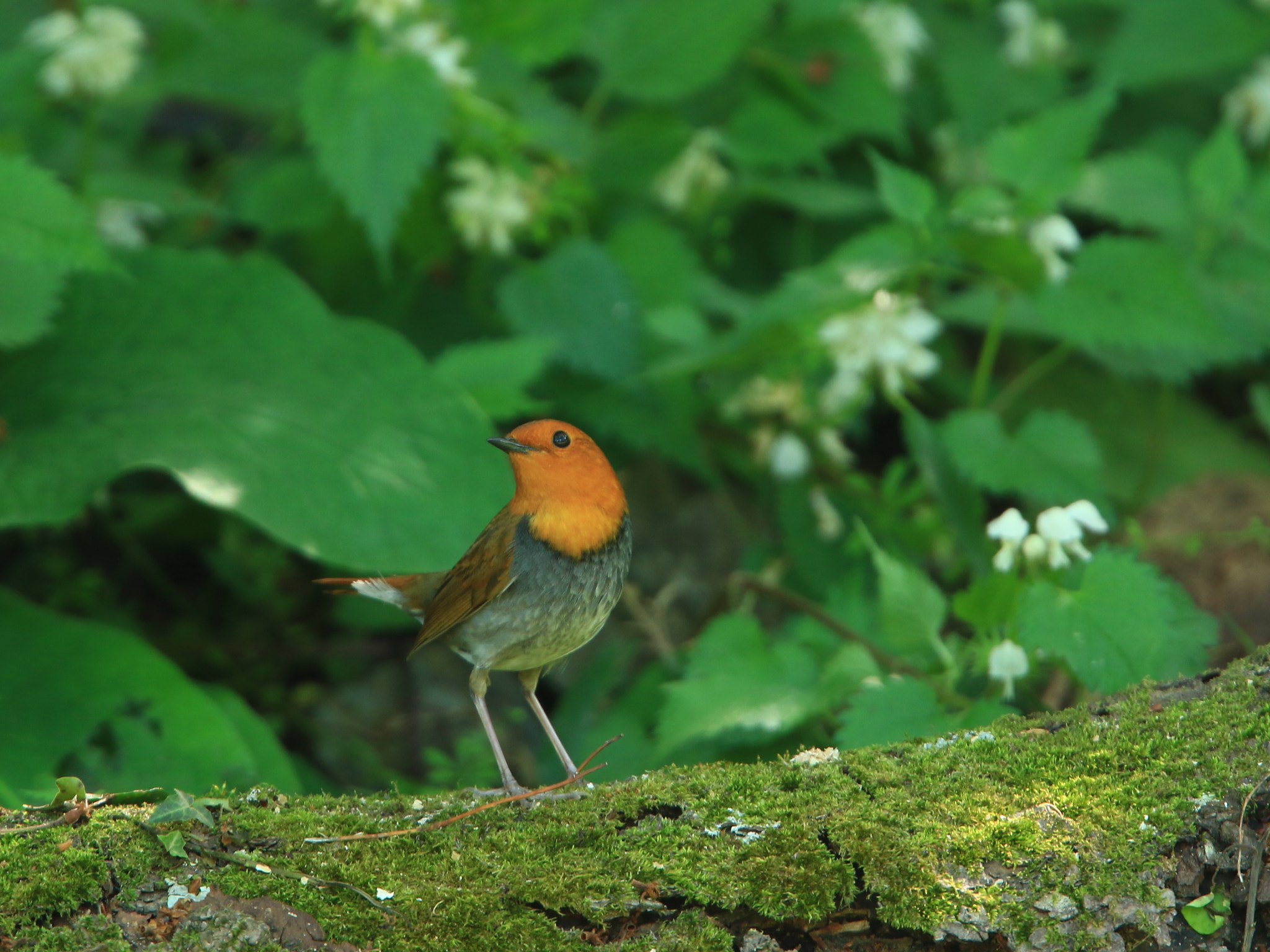 Canon EF 400mm F2.8L IS USM sample photo. コマドリとオドリコソウ  japanese robin photography