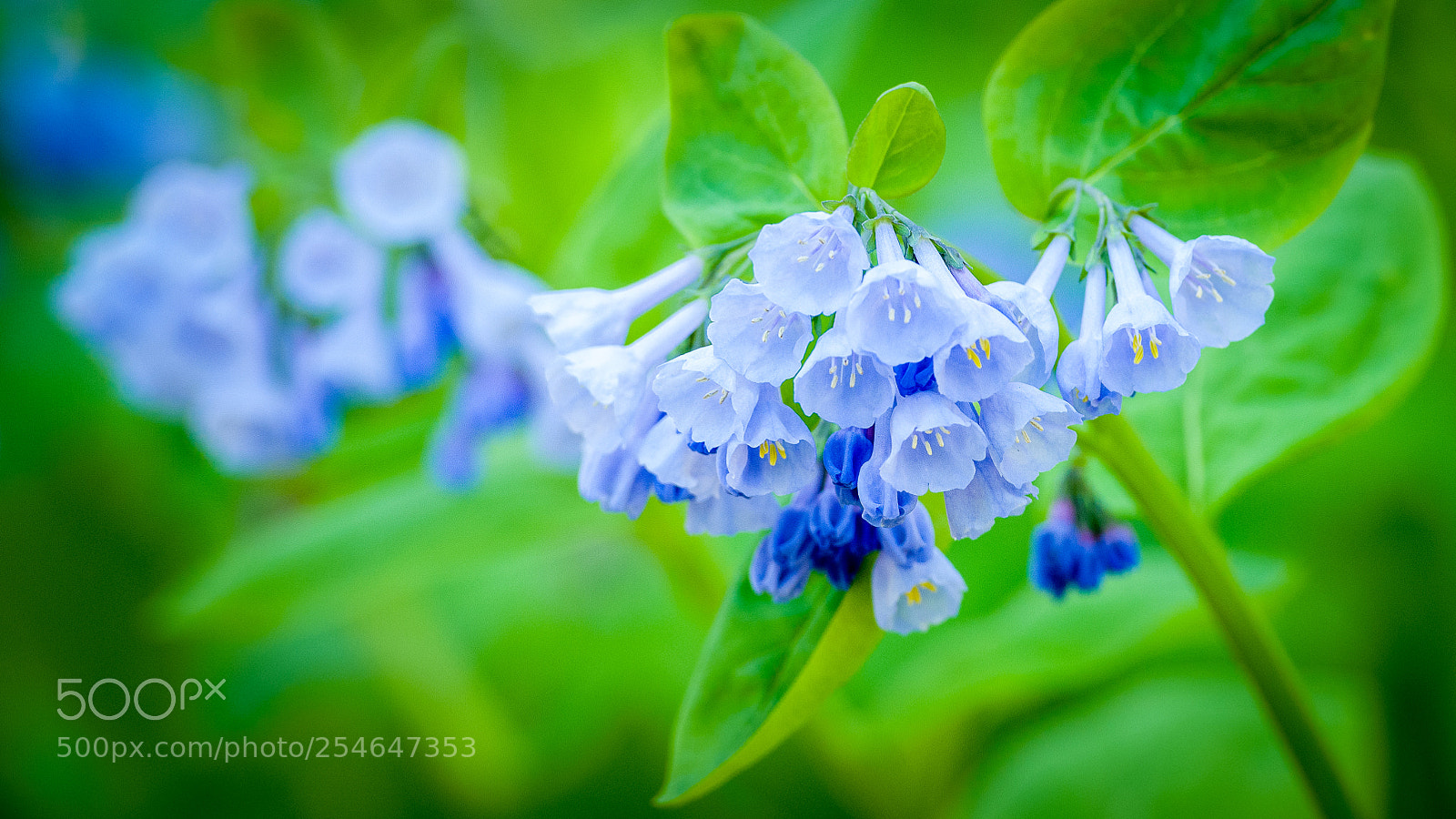 Nikon D850 sample photo. Bluebells on the potomac photography