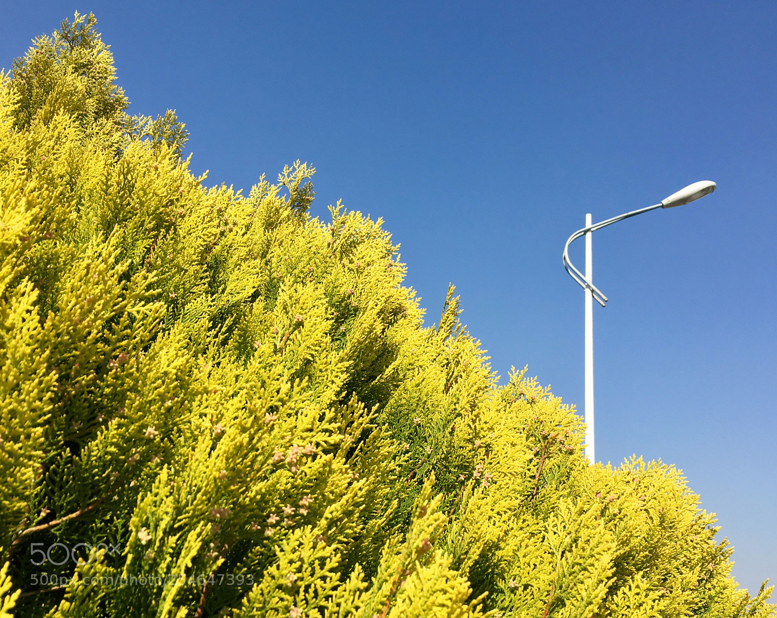 Apple iPhone 6s sample photo. Sunny day photography